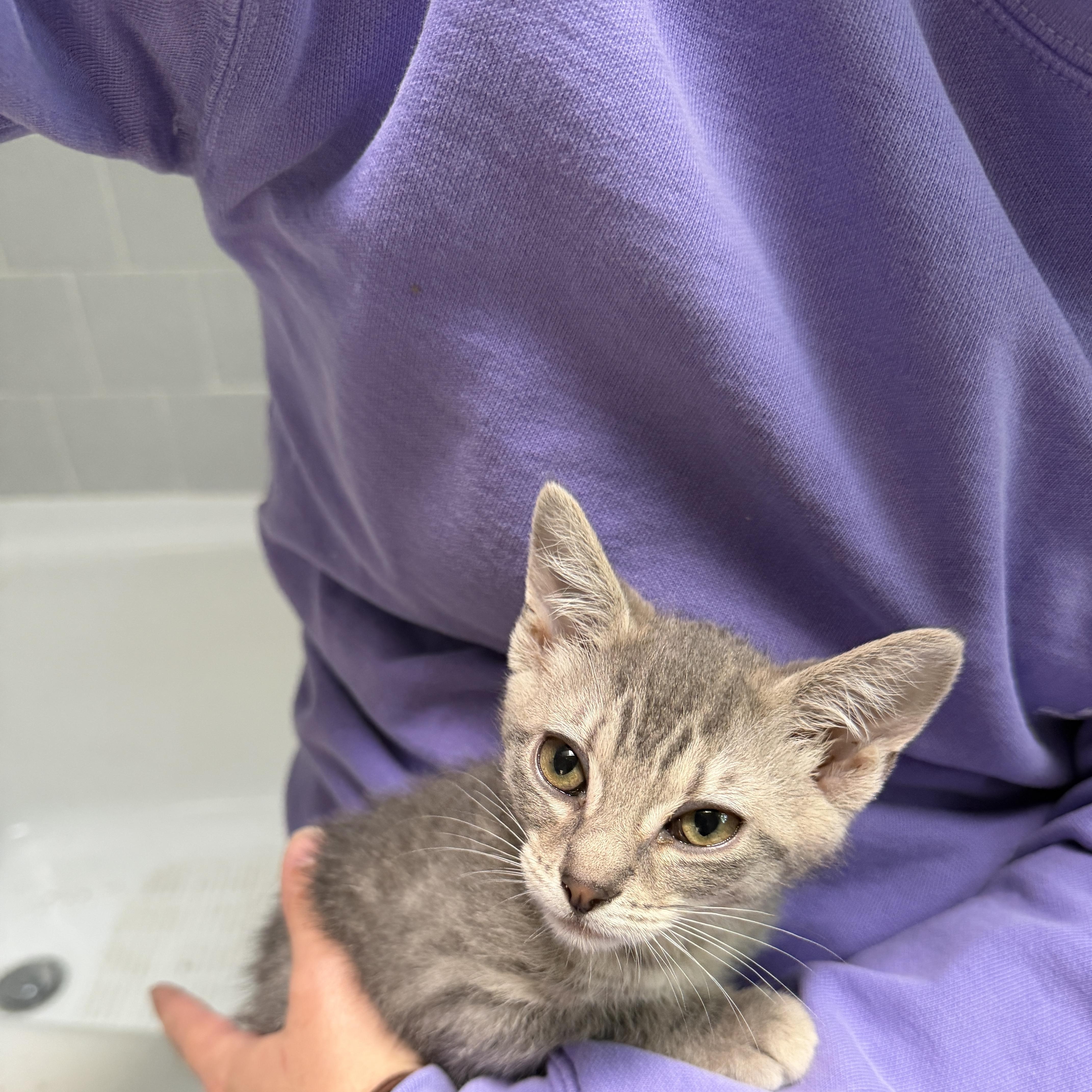 Felicity, ADOPTABLE, Kitten Female American Shorthair.