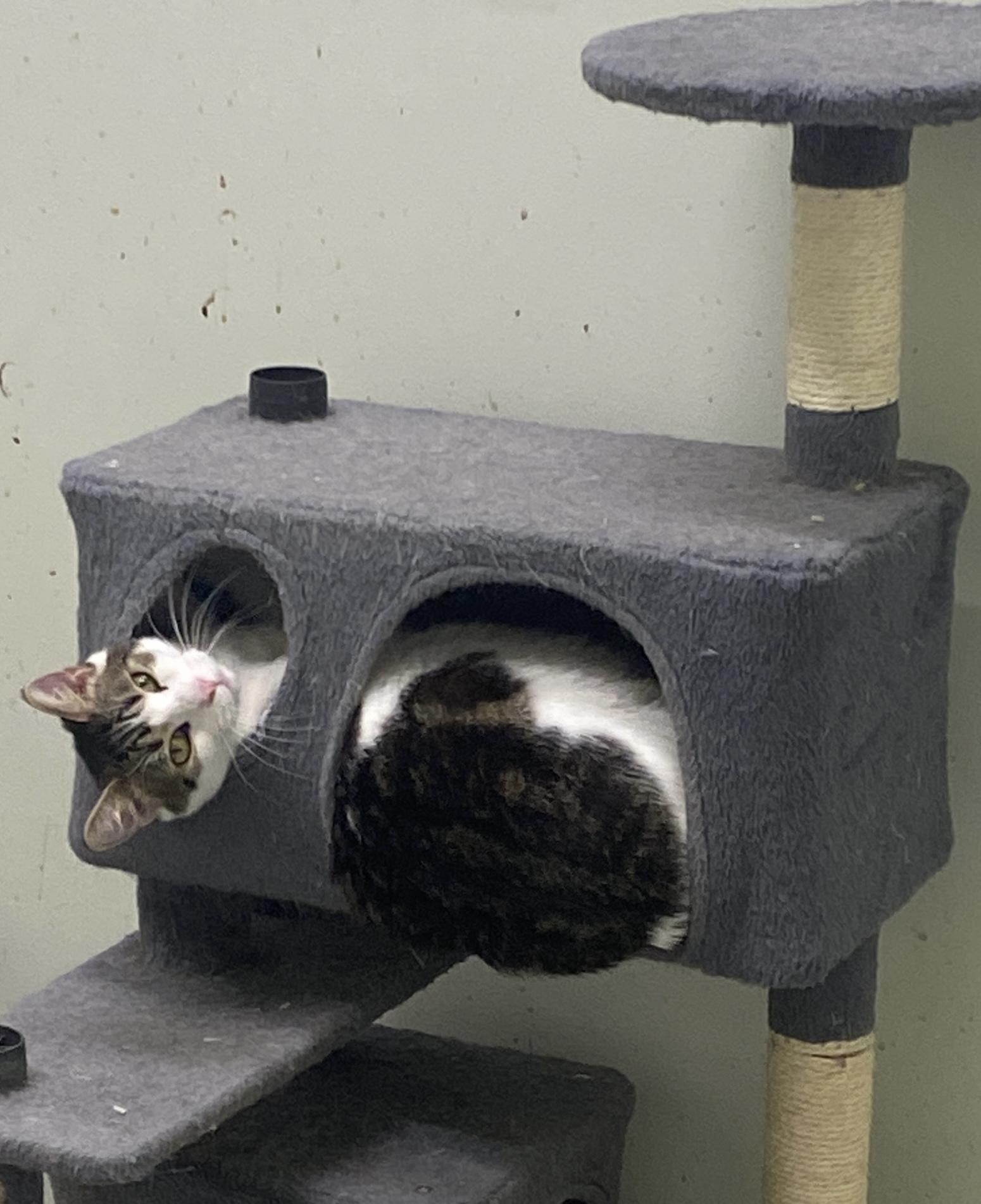 August, a Adoptable Domestic Short Hair in Pleasantville, NJ image 6/6