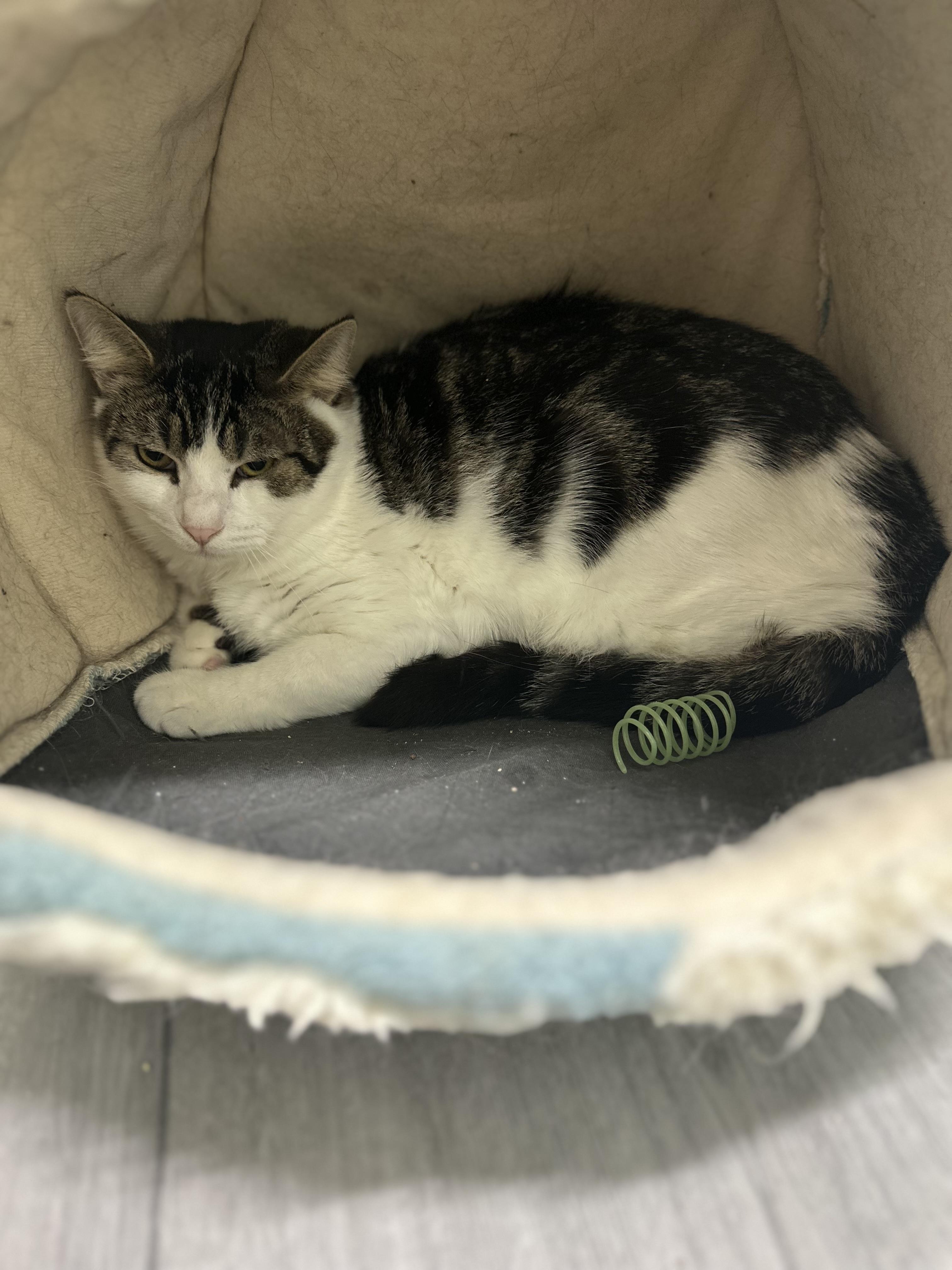 August, Adoptable, Kitten Male Domestic Short Hair.