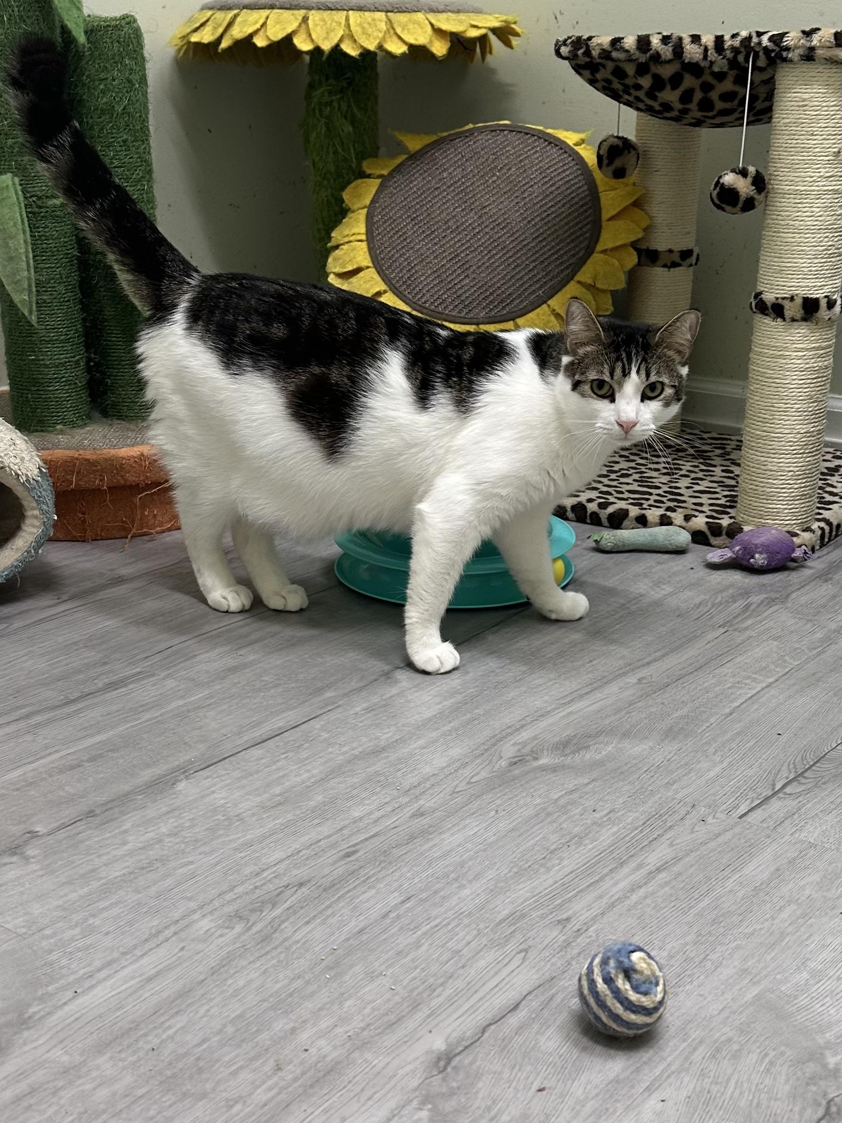 Enlarge August, a Adoptable Domestic Short Hair in Pleasantville, NJ image 1/6