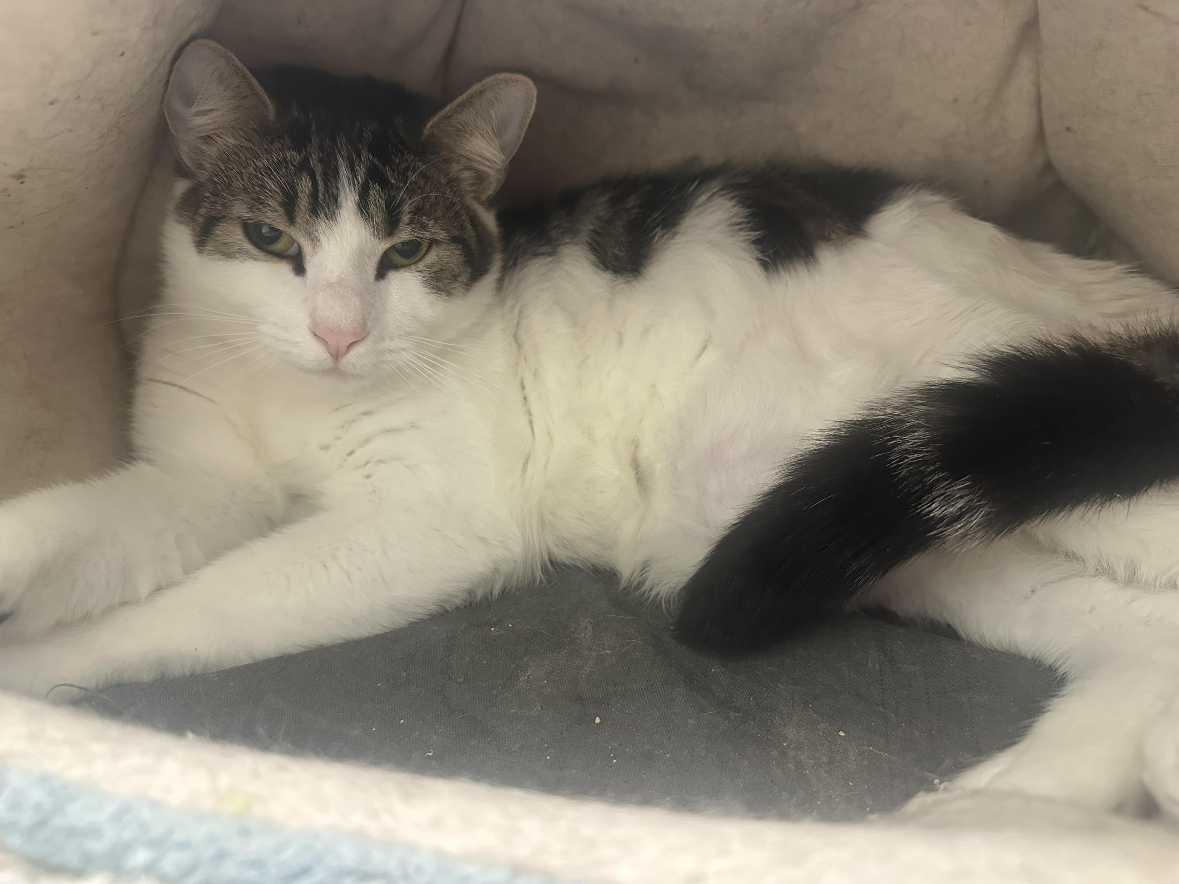 Enlarge August, a Adoptable Domestic Short Hair in Pleasantville, NJ image 2/6