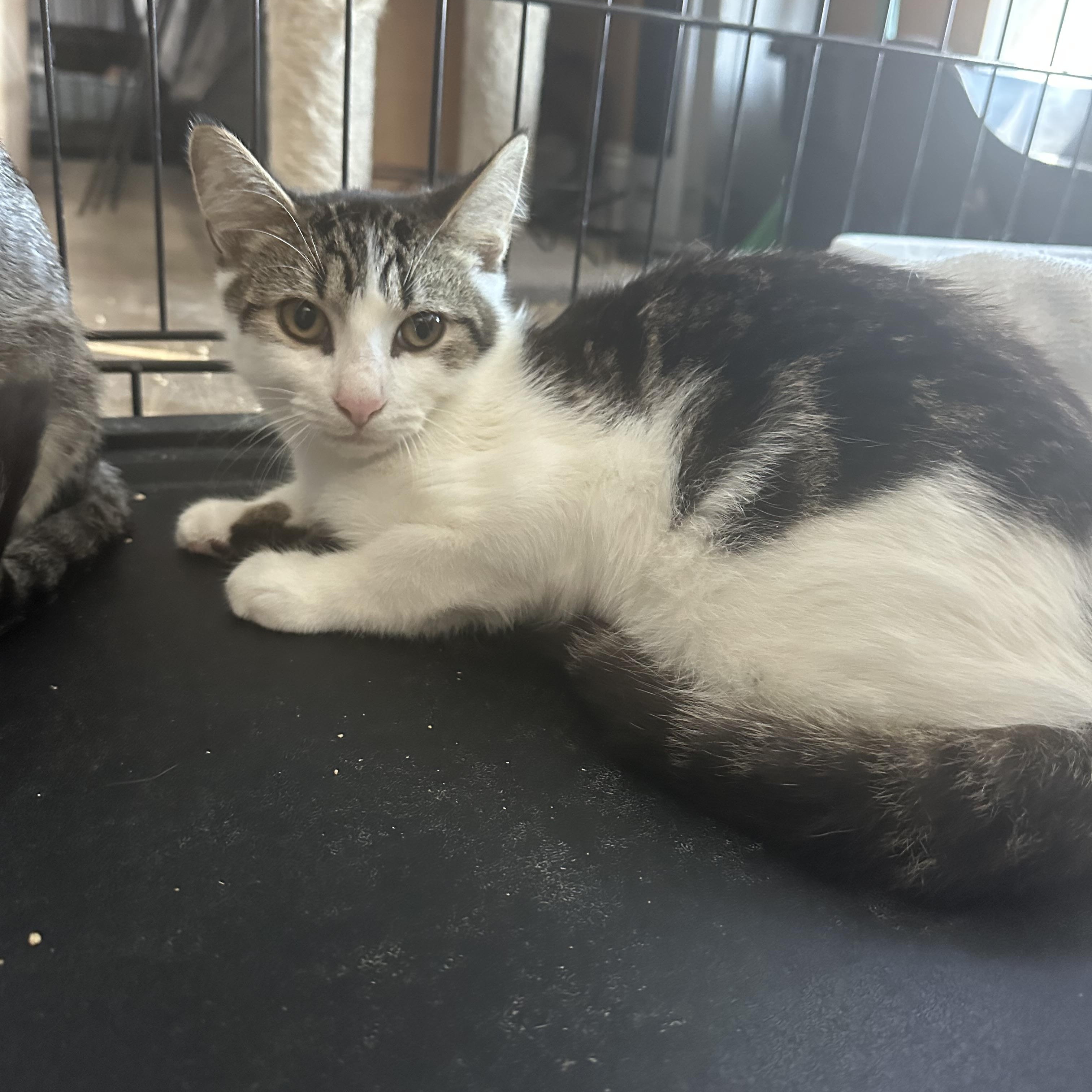 August, Adoptable, Kitten Male Domestic Short Hair.