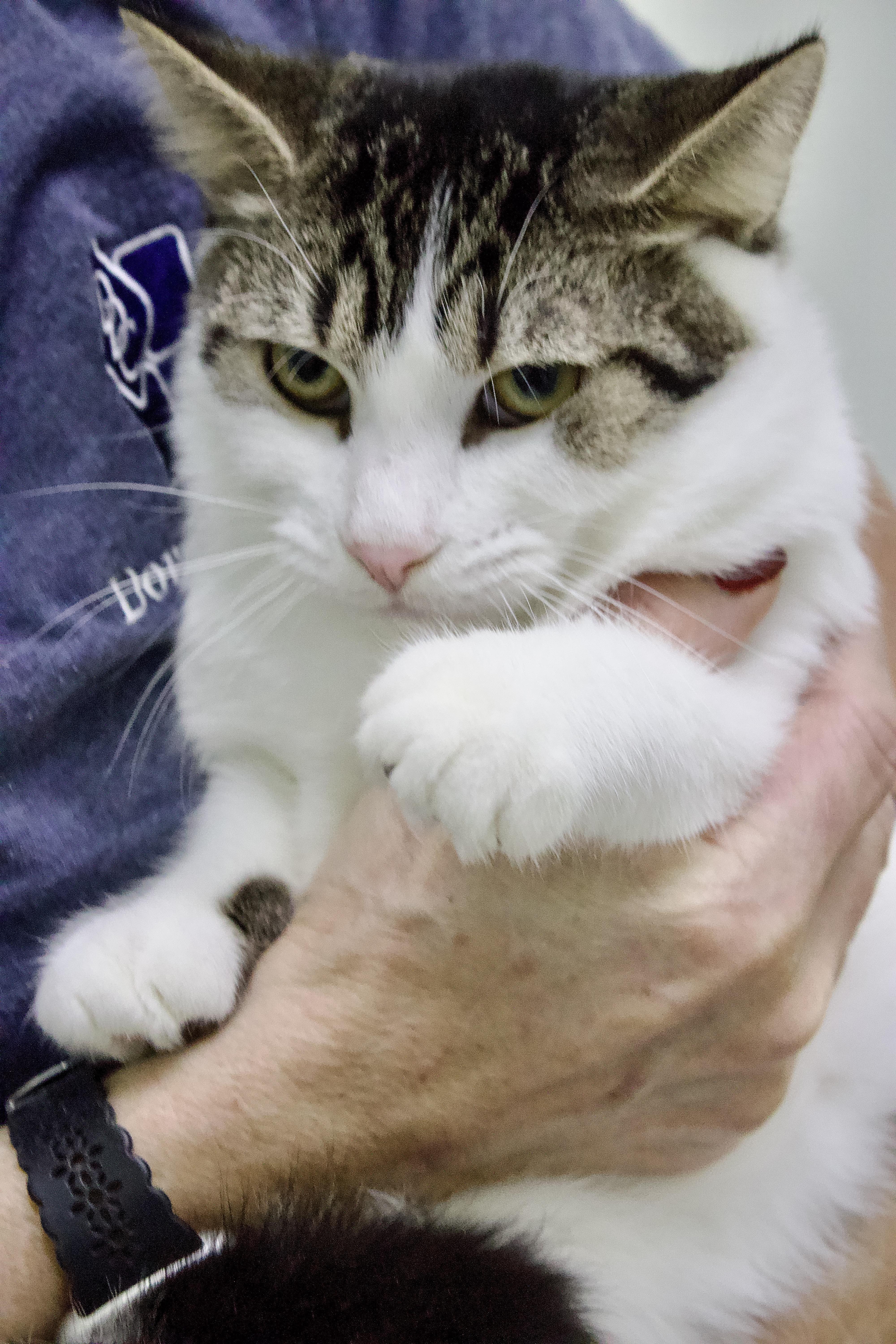 August, a Adoptable Domestic Short Hair in Pleasantville, NJ image 3/3