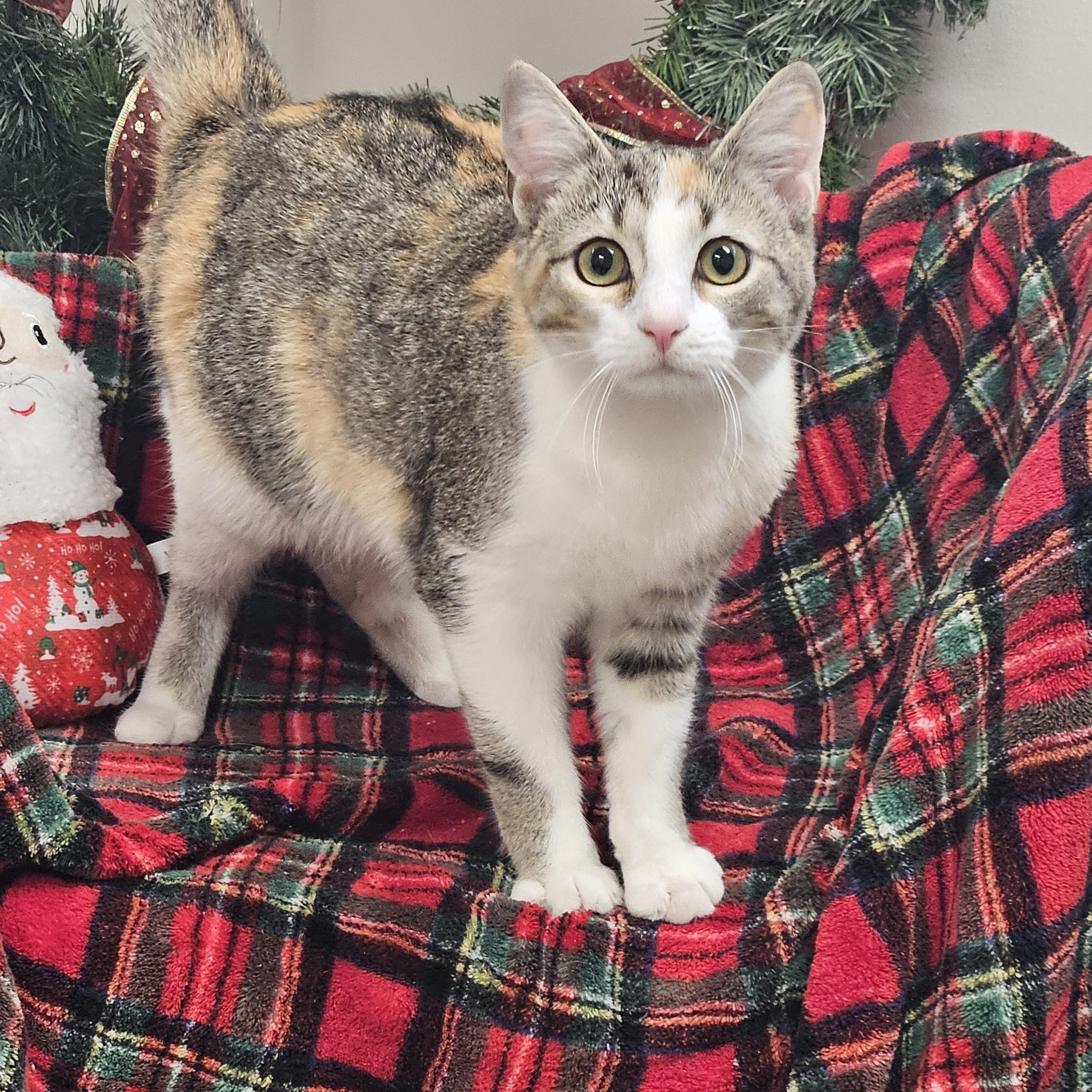 Enlarge Taffy, a Adoptable Calico in Bluffton, IN image 1/1