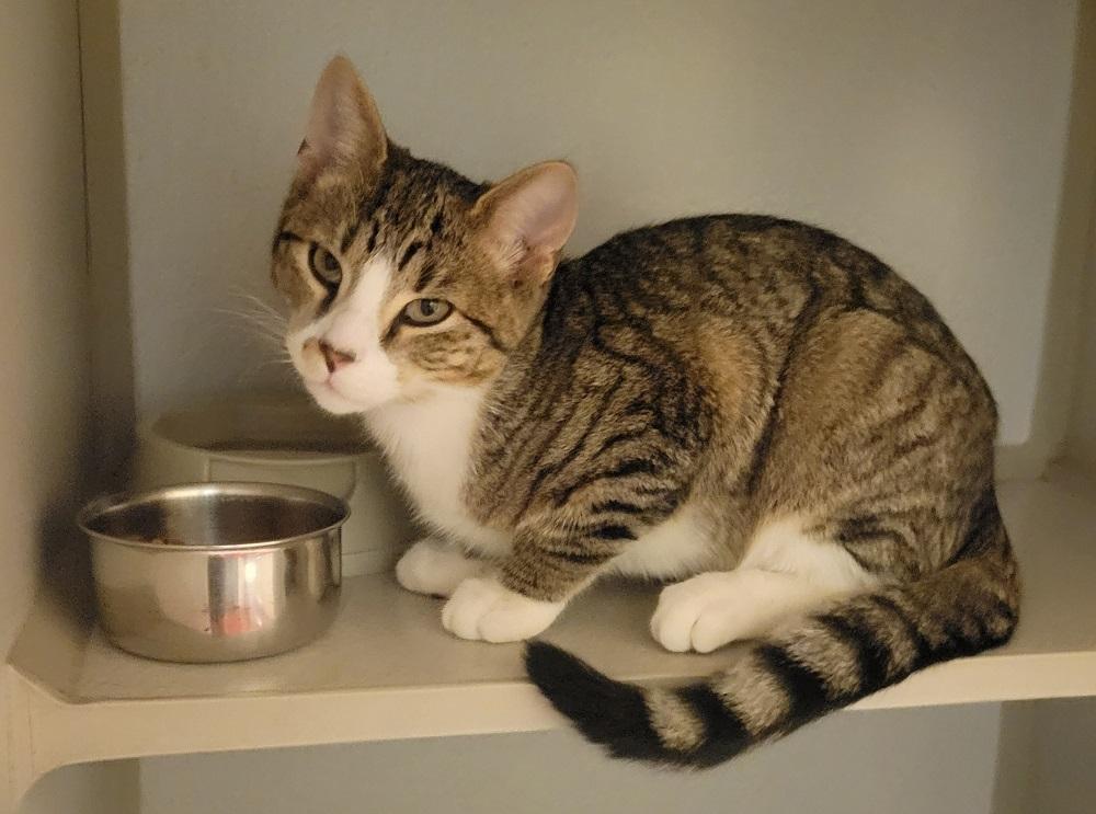 Enlarge Toad, a Adoptable Domestic Short Hair in Mason City, IA image 1/1