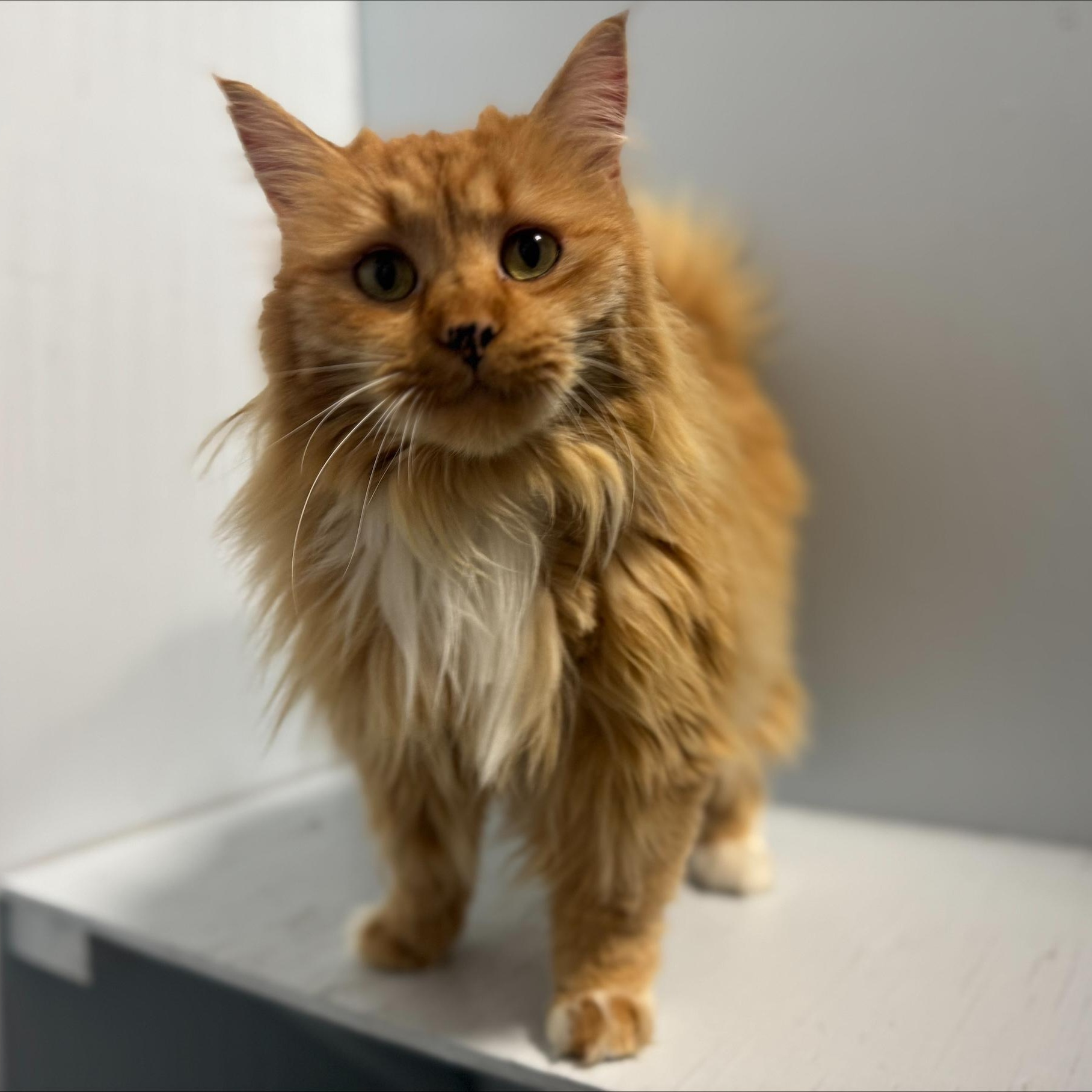 Enlarge Leo, an adoptable Domestic Long Hair in Mission, BC image 1/4