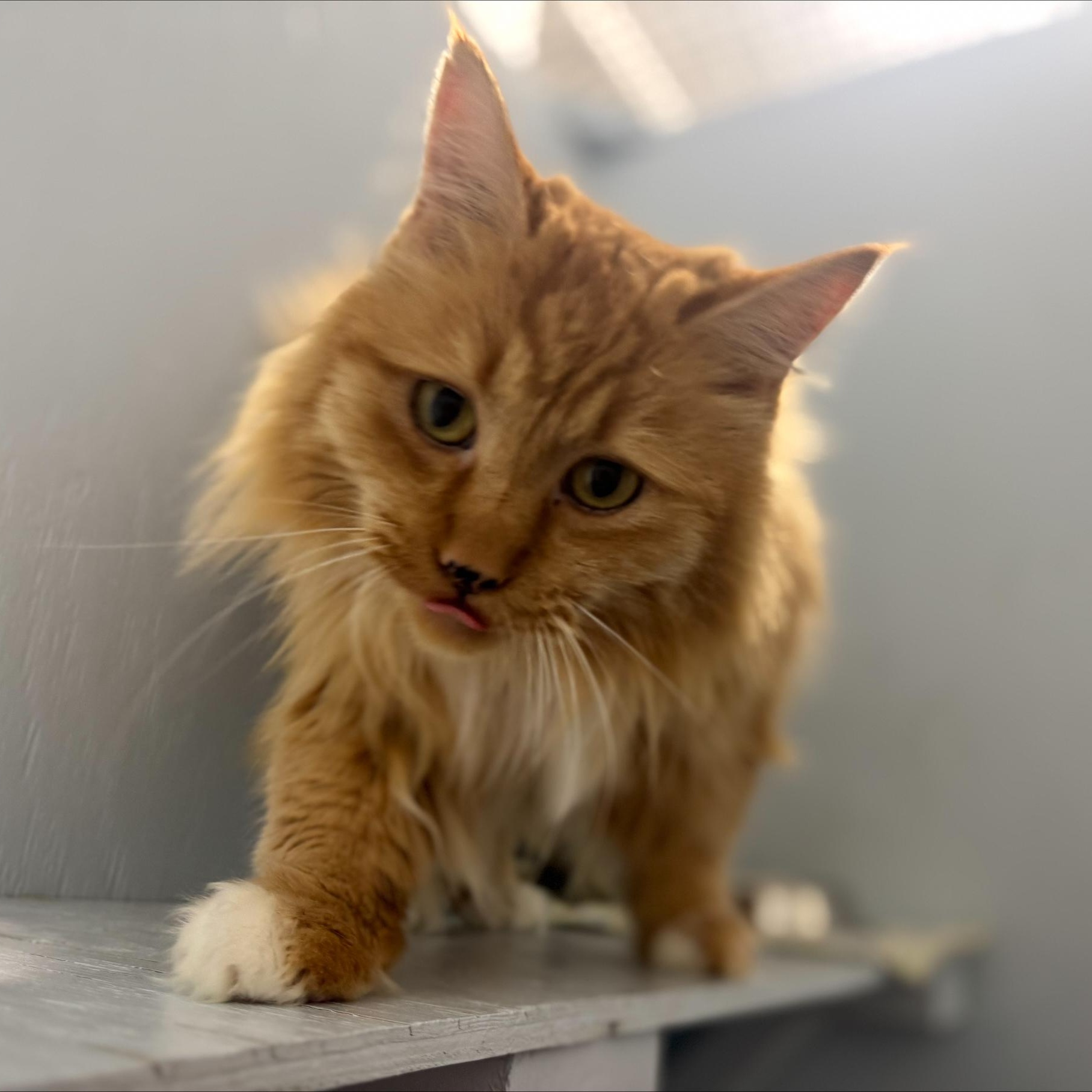 Enlarge Leo, an adoptable Domestic Long Hair in Mission, BC image 3/4