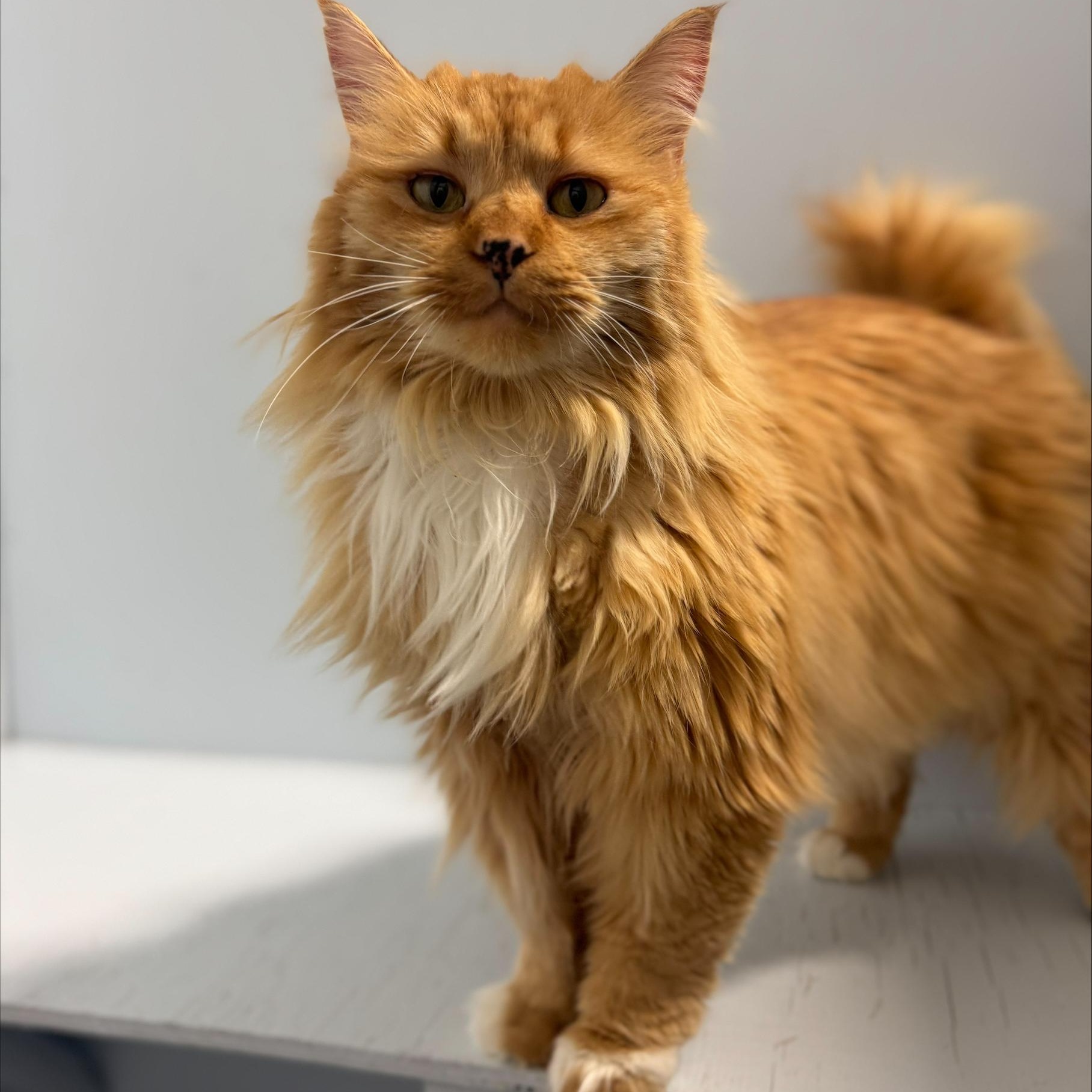 Enlarge Leo, an adoptable Domestic Long Hair in Mission, BC image 4/4