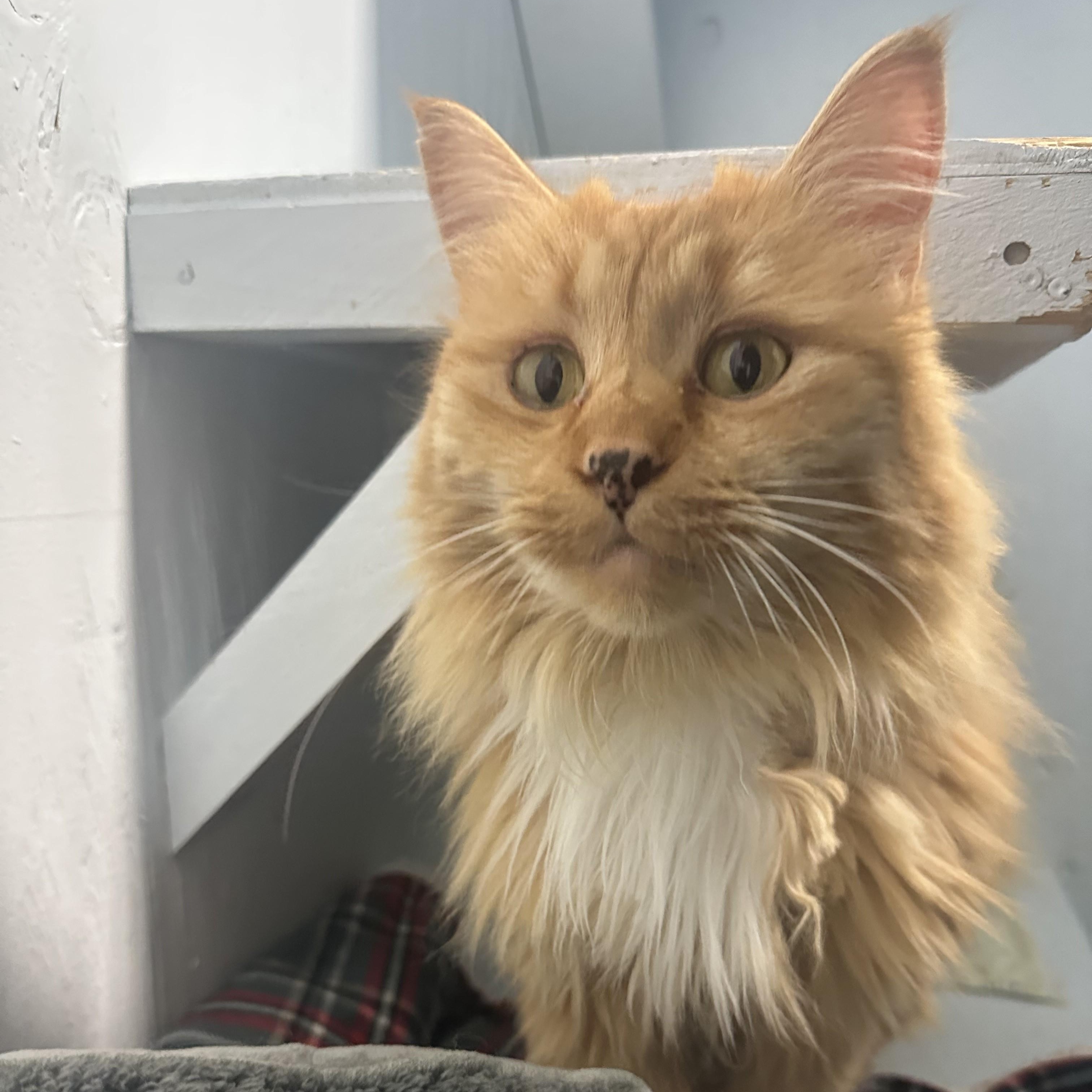 Enlarge Leo, an adoptable Domestic Long Hair in Mission, BC image 2/4