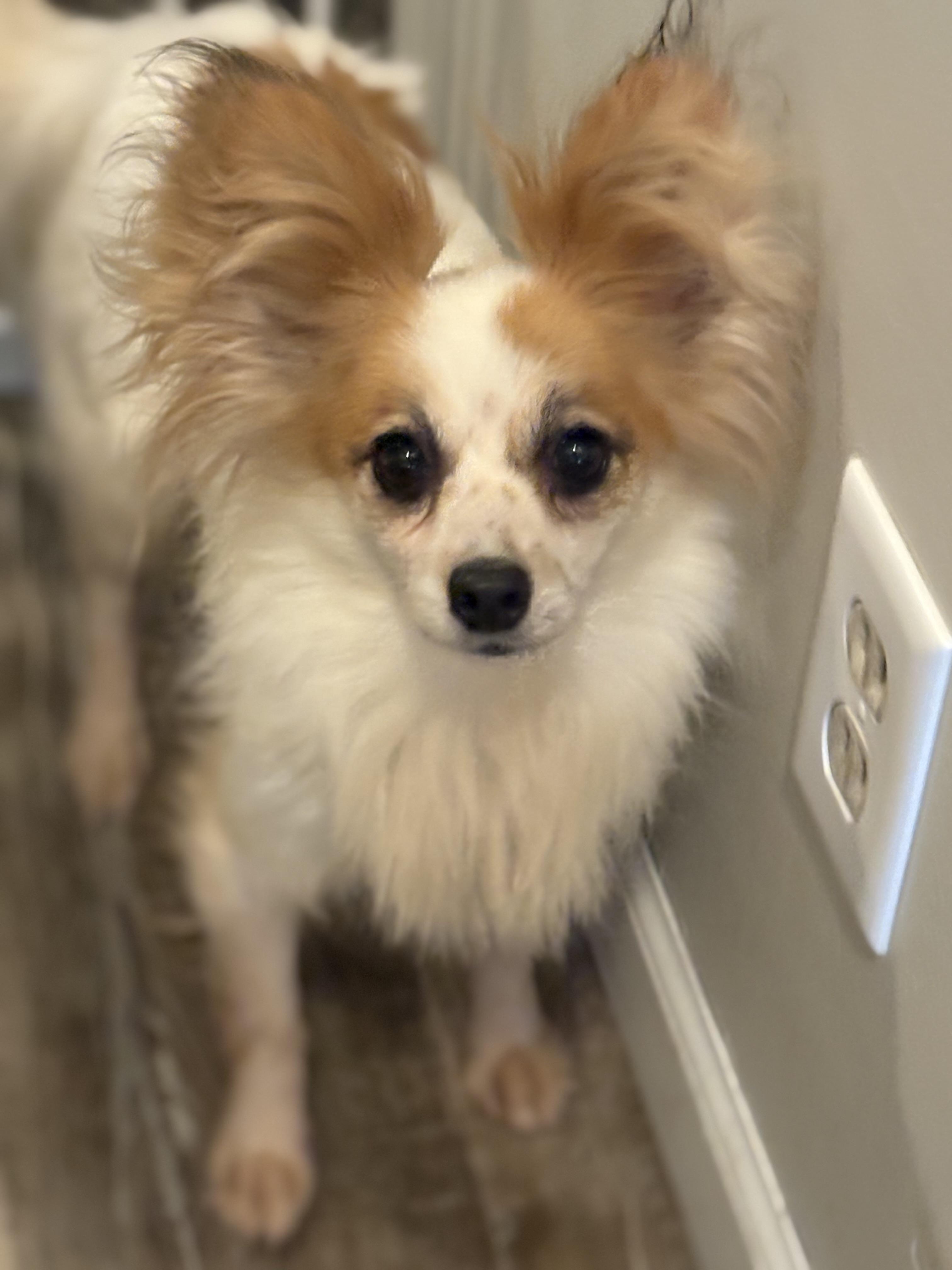 Enlarge Pixie, a Adopted Papillon in Peebles, OH image 4/6