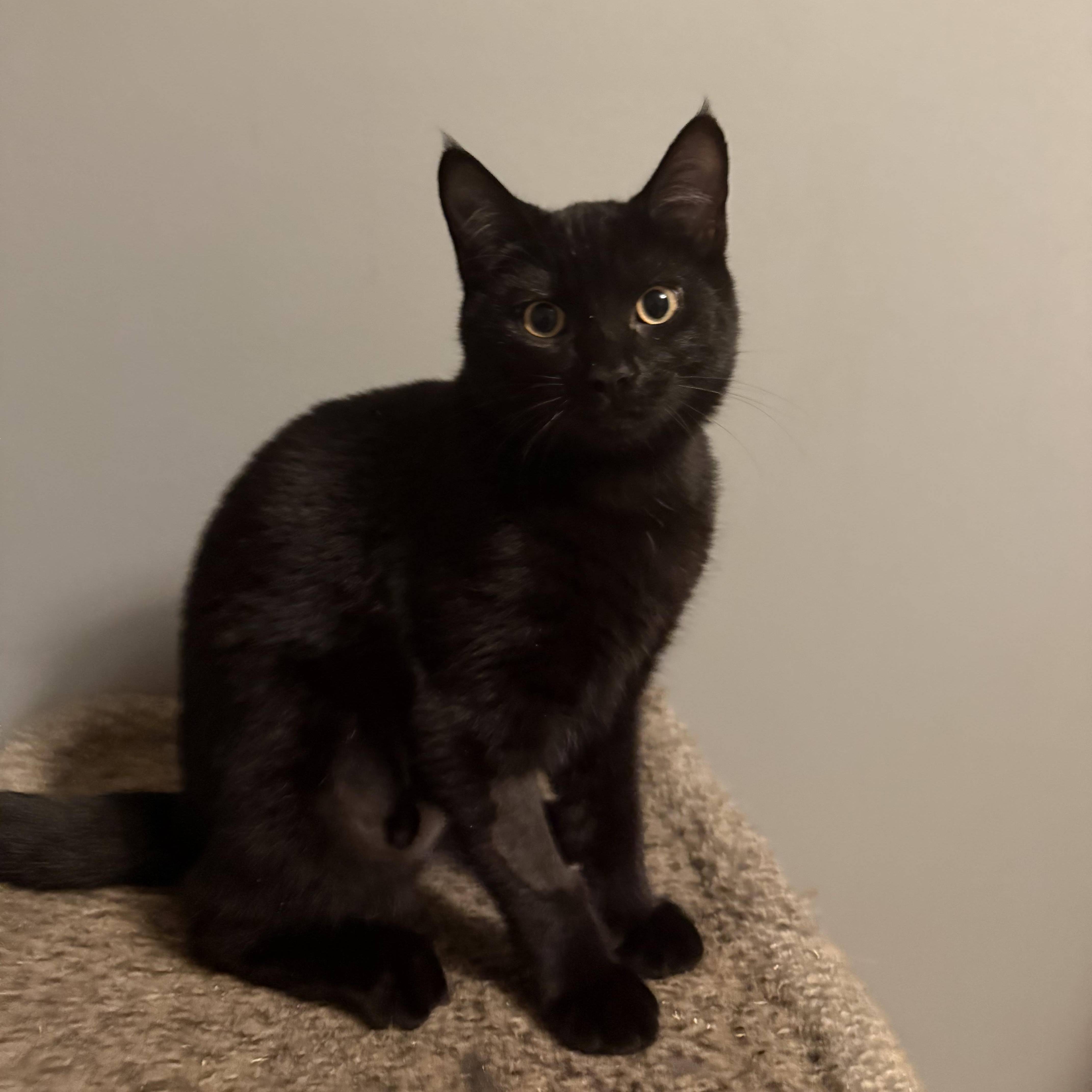 Enlarge Yin, a Adoptable Domestic Short Hair in Mission, BC image 2/2