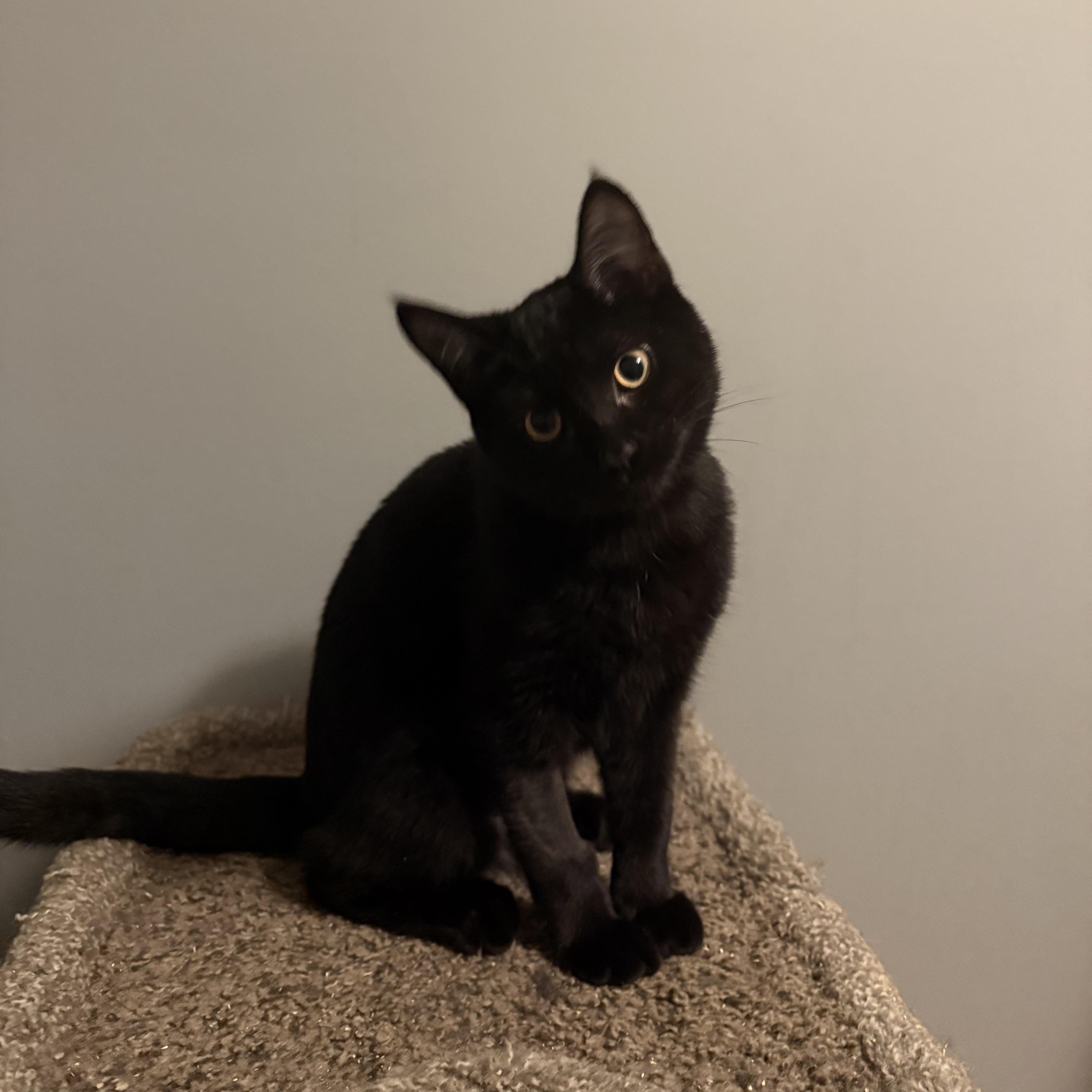 Enlarge Yin, a Adoptable Domestic Short Hair in Mission, BC image 1/2