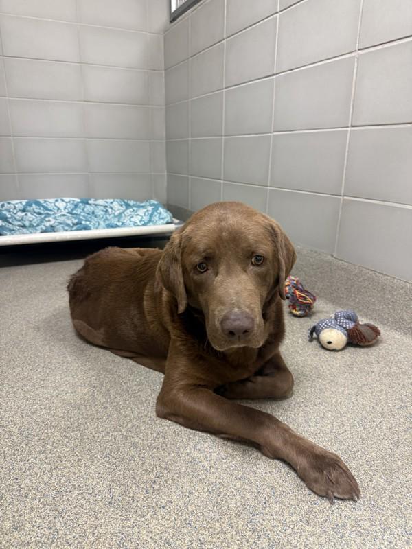 Leo, a Adoptable mixed breed in Virginia Beach, VA image 2/2
