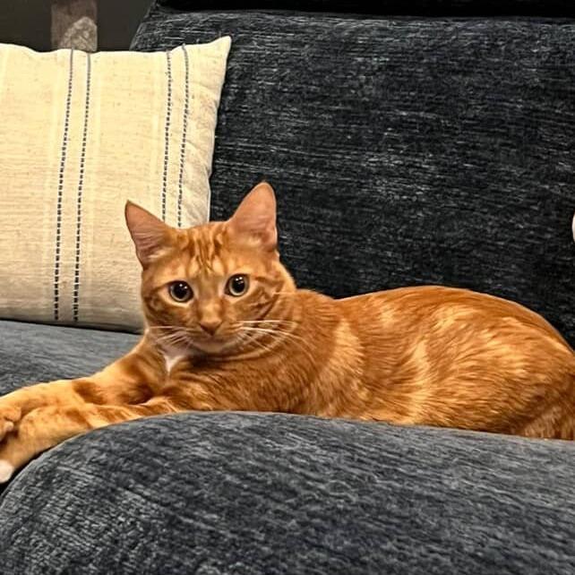 Enlarge Hazel, a Adoptable Domestic Short Hair in Los Angeles, CA image 1/1