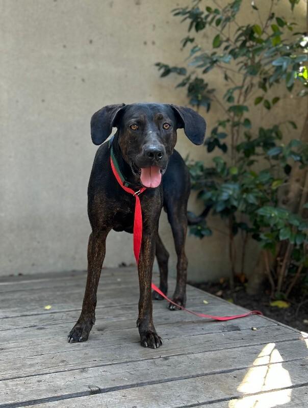 Enlarge Barney, a Adoptable mixed breed in Valley Village, CA image 1/4