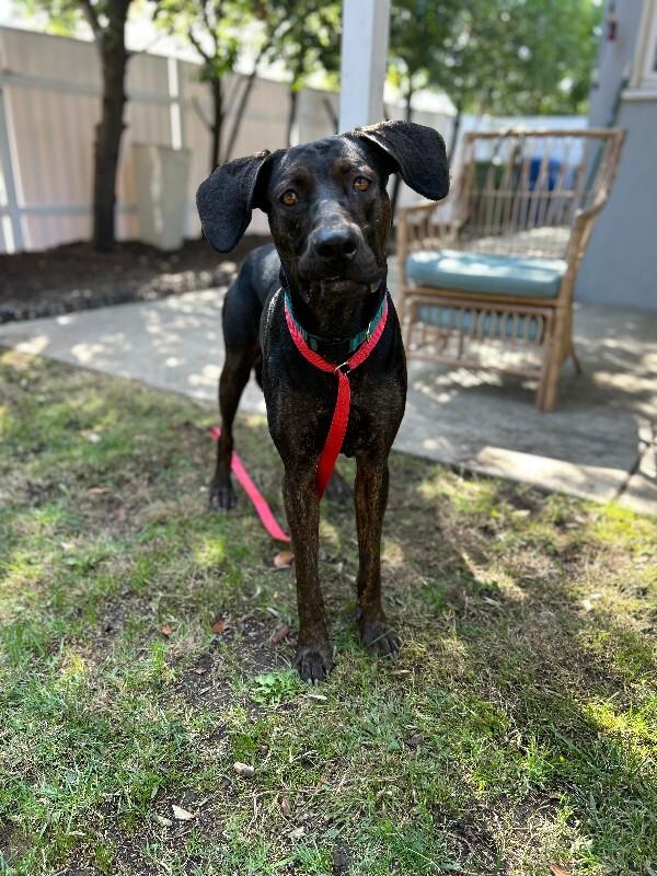 Enlarge Barney, a Adoptable mixed breed in Valley Village, CA image 3/4