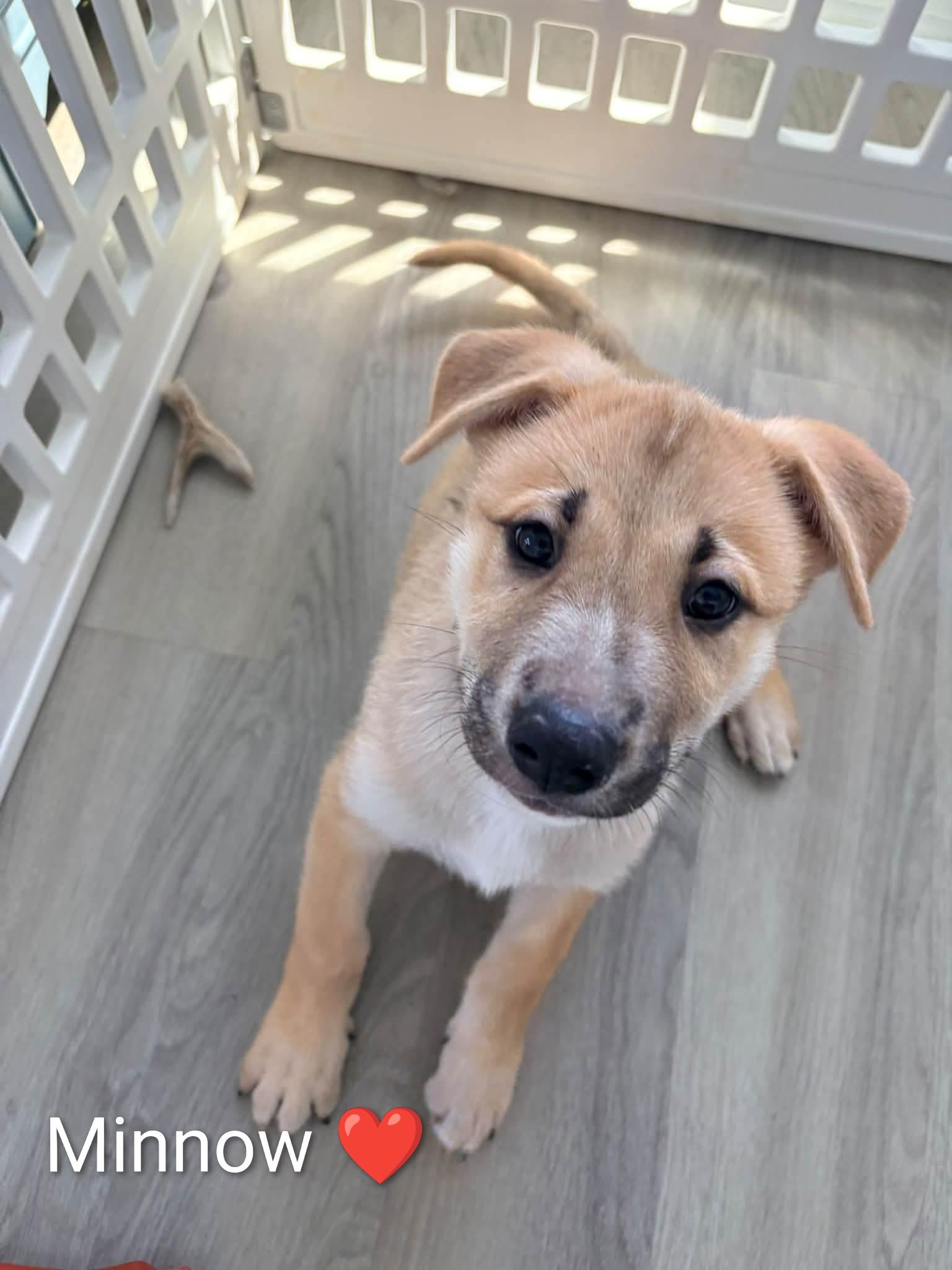 Enlarge Ocean's 9- Minnow, a Adoptable mixed breed in Wilmington, NC image 1/2