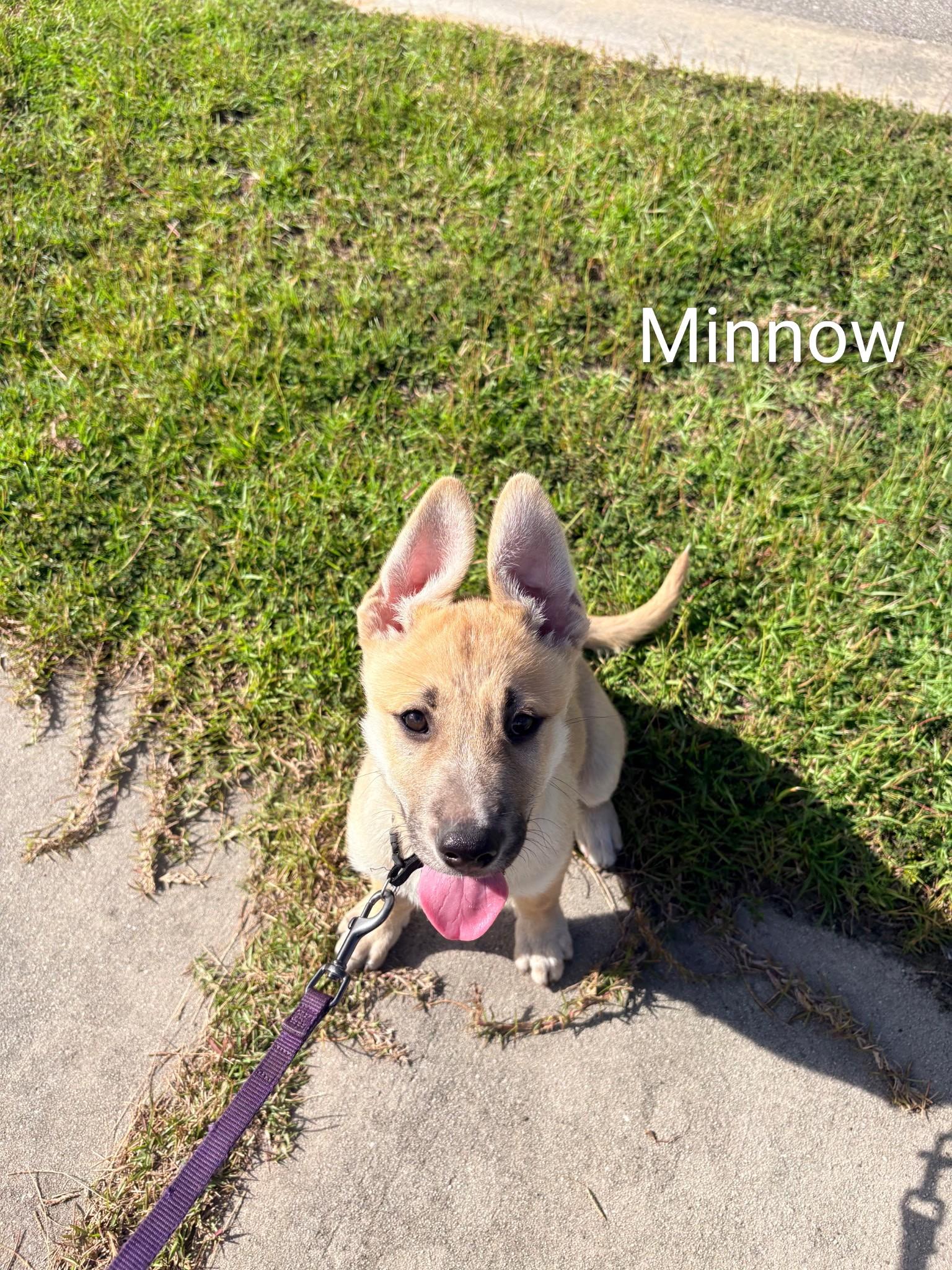 Enlarge Ocean's 9- Minnow, a Adoptable mixed breed in Wilmington, NC image 2/2