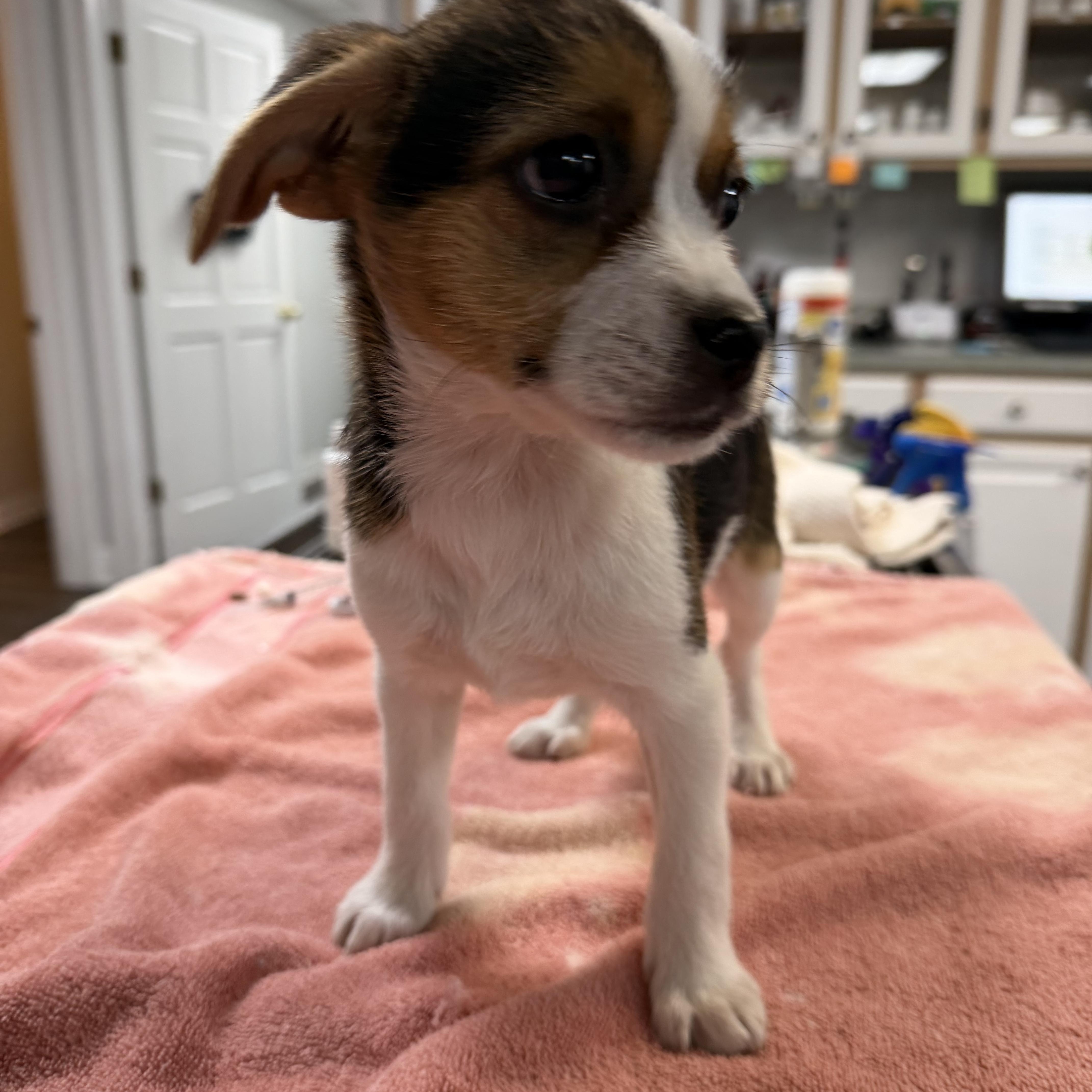 Feefee , Adoptable, Puppy Female Shih Tzu & Jack Russell Terrier.