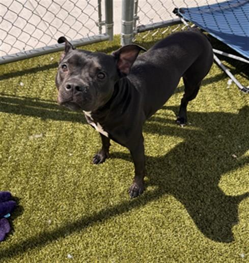 Enlarge CRISSEY, a Adoptable mixed breed in Toledo, OH image 1/1