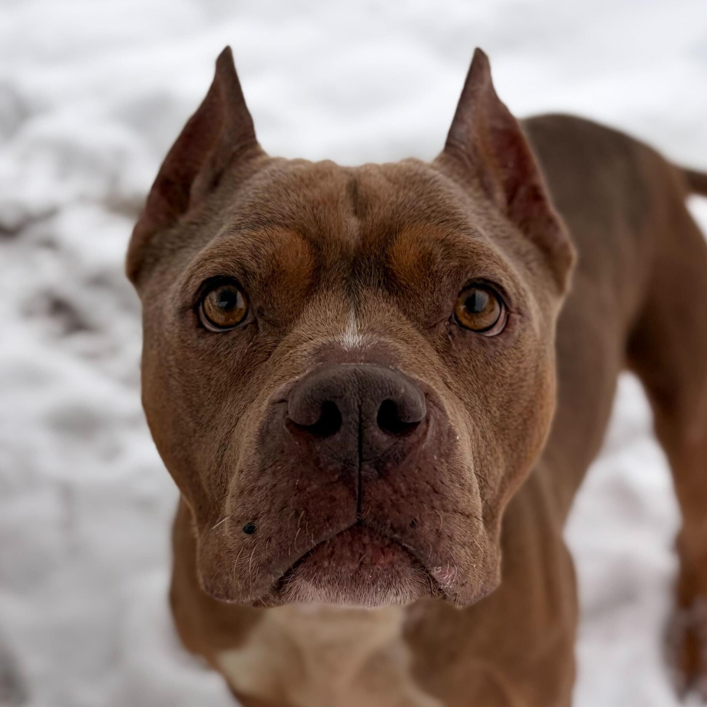 Enlarge Roxie - Name Your Own Adoption Fee!, a ADOPTABLE mixed breed in Jefferson, WI image 1/1