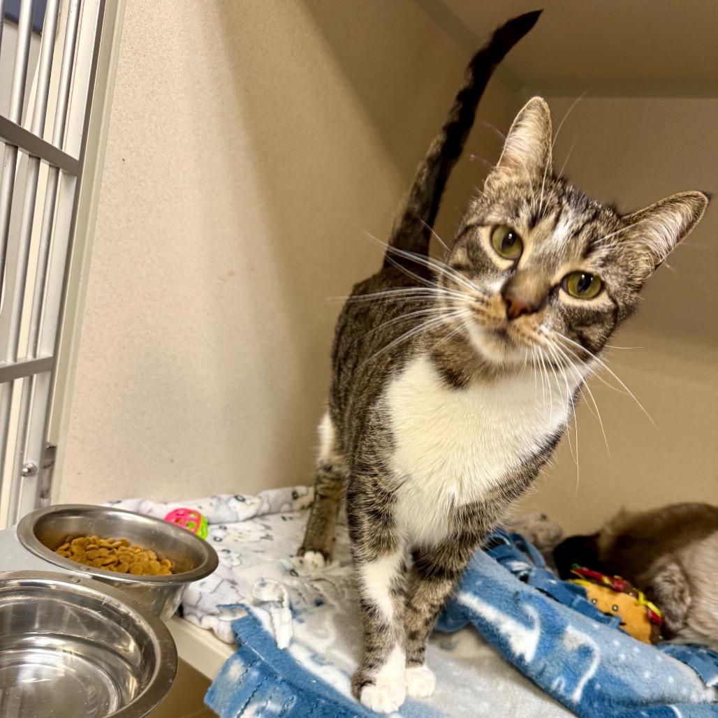 Enlarge Fry, a Adoptable Domestic Short Hair in Great Falls, MT image 1/4