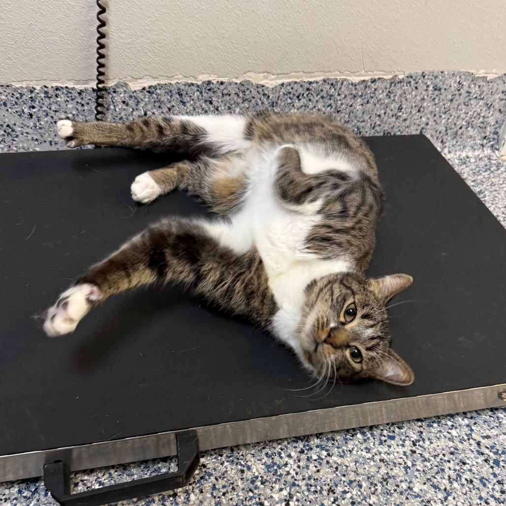 Enlarge Fry, a Adoptable Domestic Short Hair in Great Falls, MT image 2/4