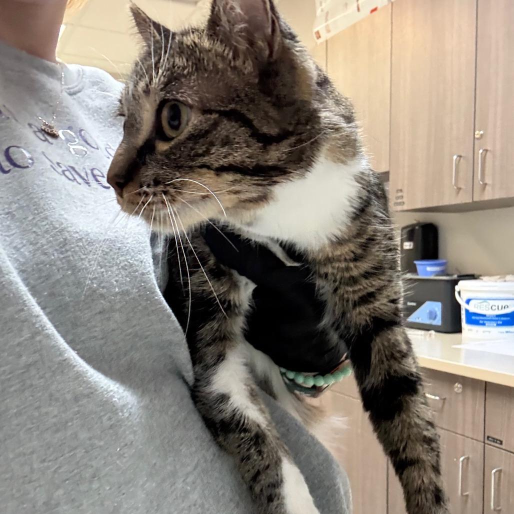 Enlarge Fry, a Adoptable Domestic Short Hair in Great Falls, MT image 3/4