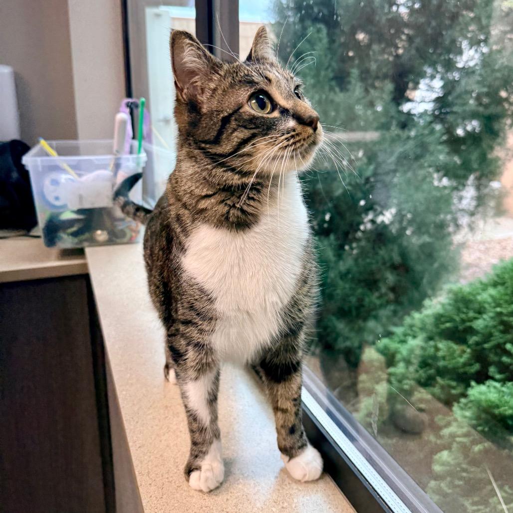 Enlarge Fry, a Adoptable Domestic Short Hair in Great Falls, MT image 4/4