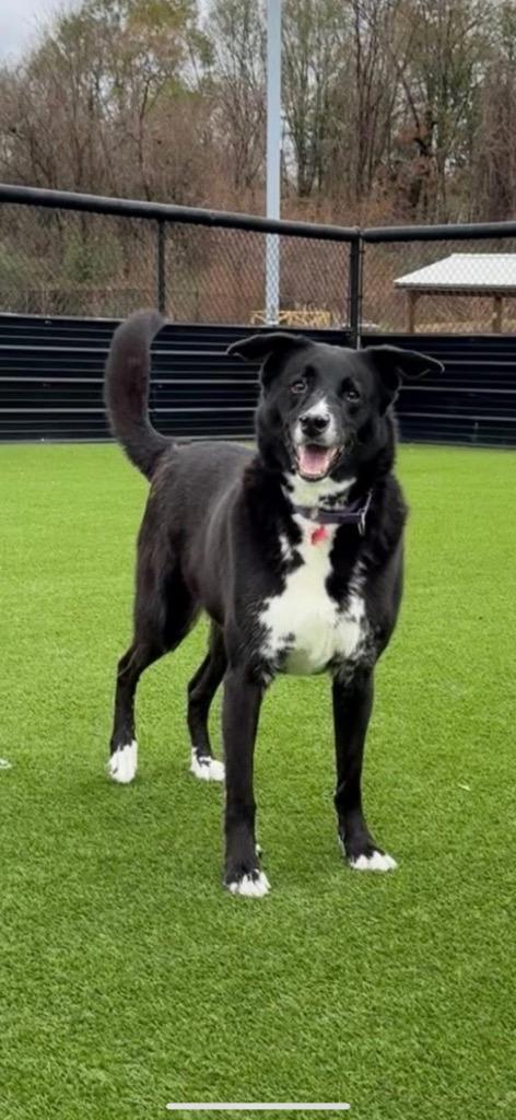 Leo, a Adoptable mixed breed in Dalton, GA image 1/3