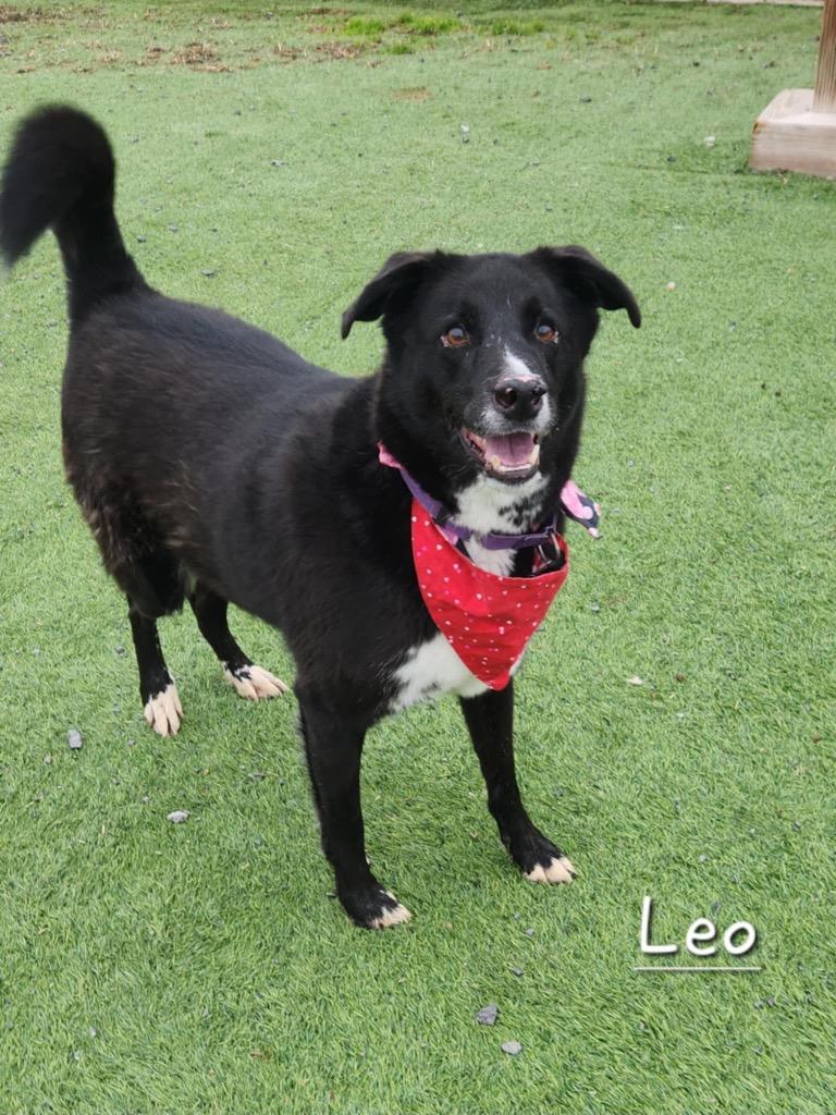 Leo, a Adoptable mixed breed in Dalton, GA image 2/3
