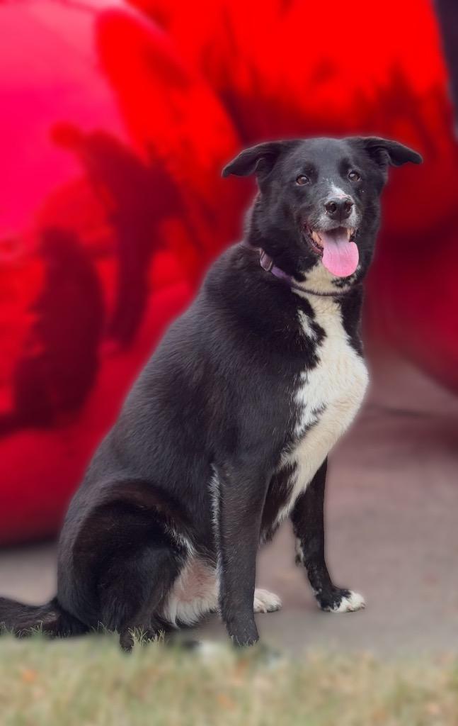 Leo, a Adoptable mixed breed in Dalton, GA image 3/3