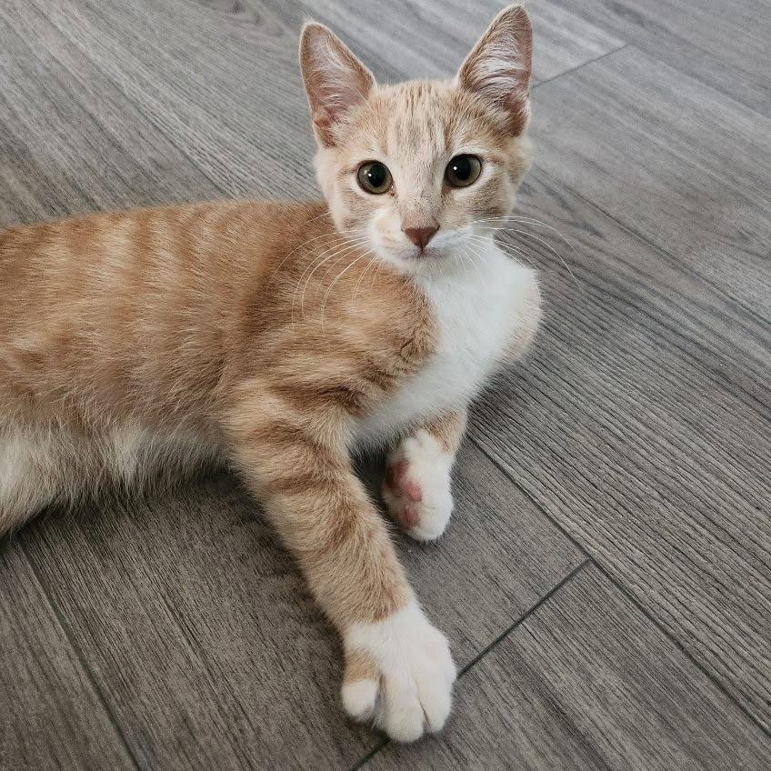 Hall & Oates, a Adoptable Domestic Short Hair in Johnsburg, IL image 5/5