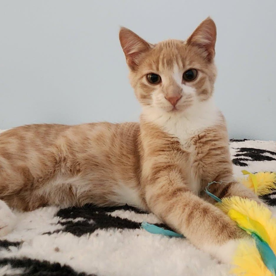 Hall & Oates, a Adoptable Domestic Short Hair in Johnsburg, IL image 3/5