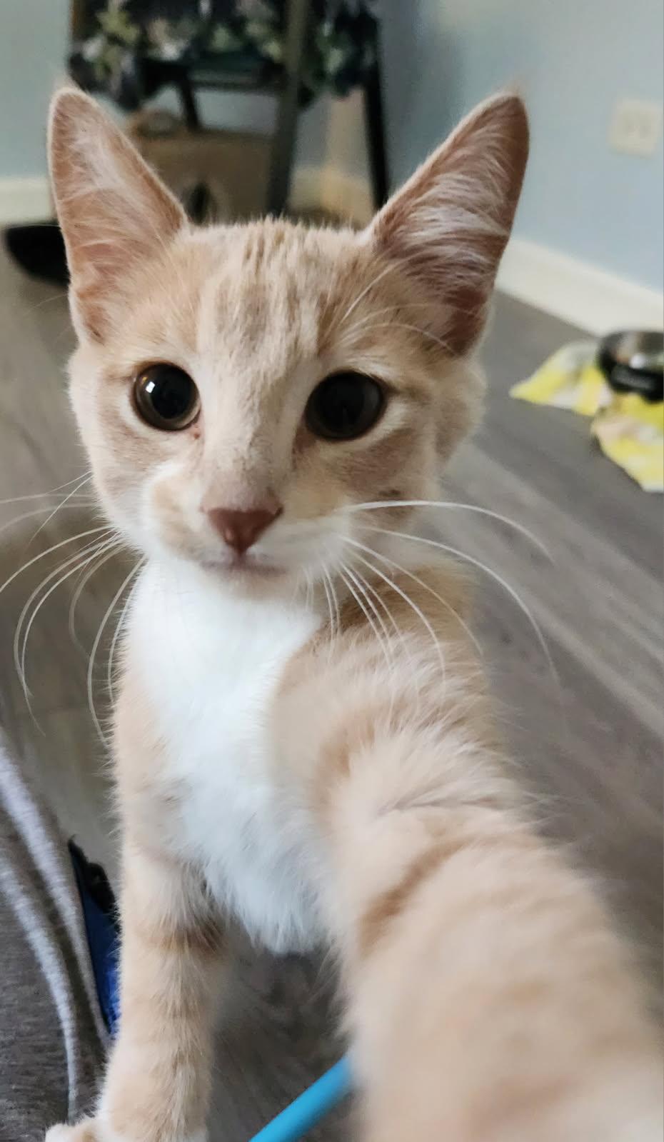 Hall & Oates, a Adoptable Domestic Short Hair in Johnsburg, IL image 2/5