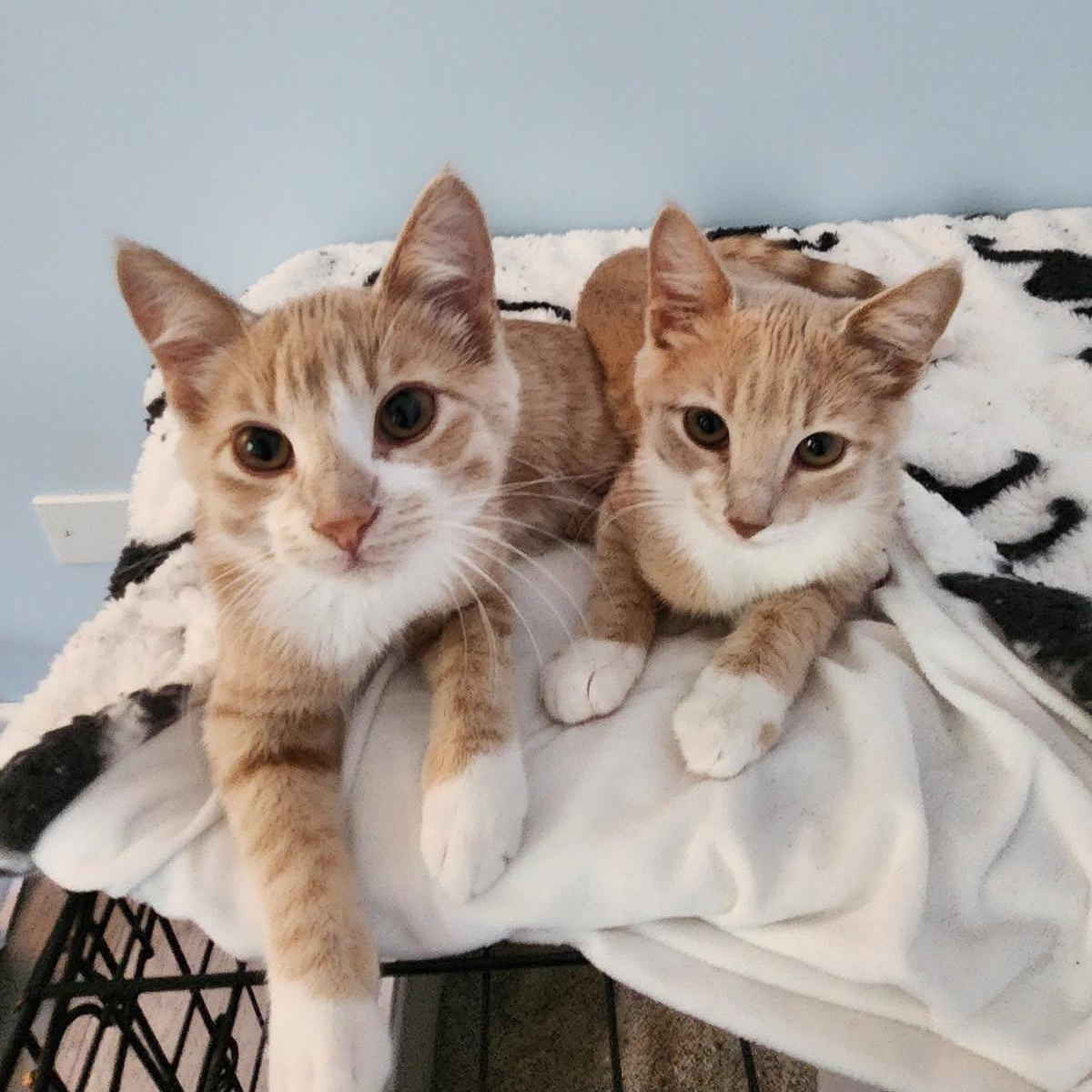 Hall & Oates, Adoptable, Kitten Male Domestic Short Hair.