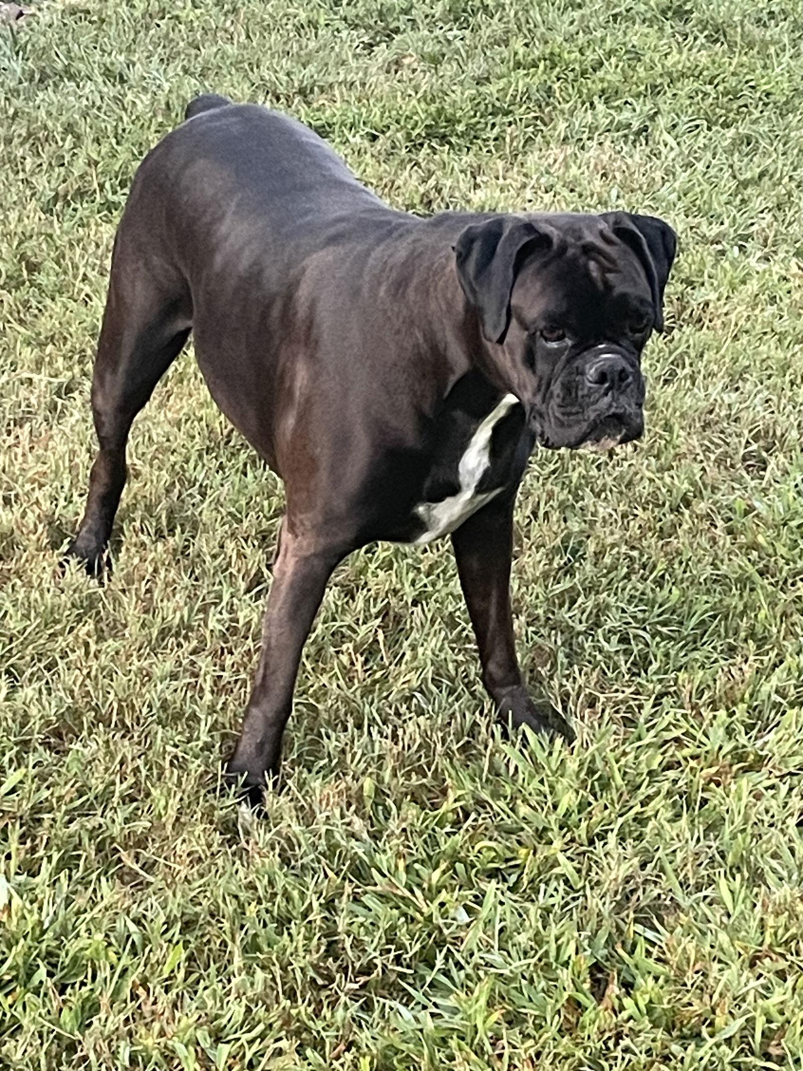 Zelda, Adoptable, Young Female Boxer.