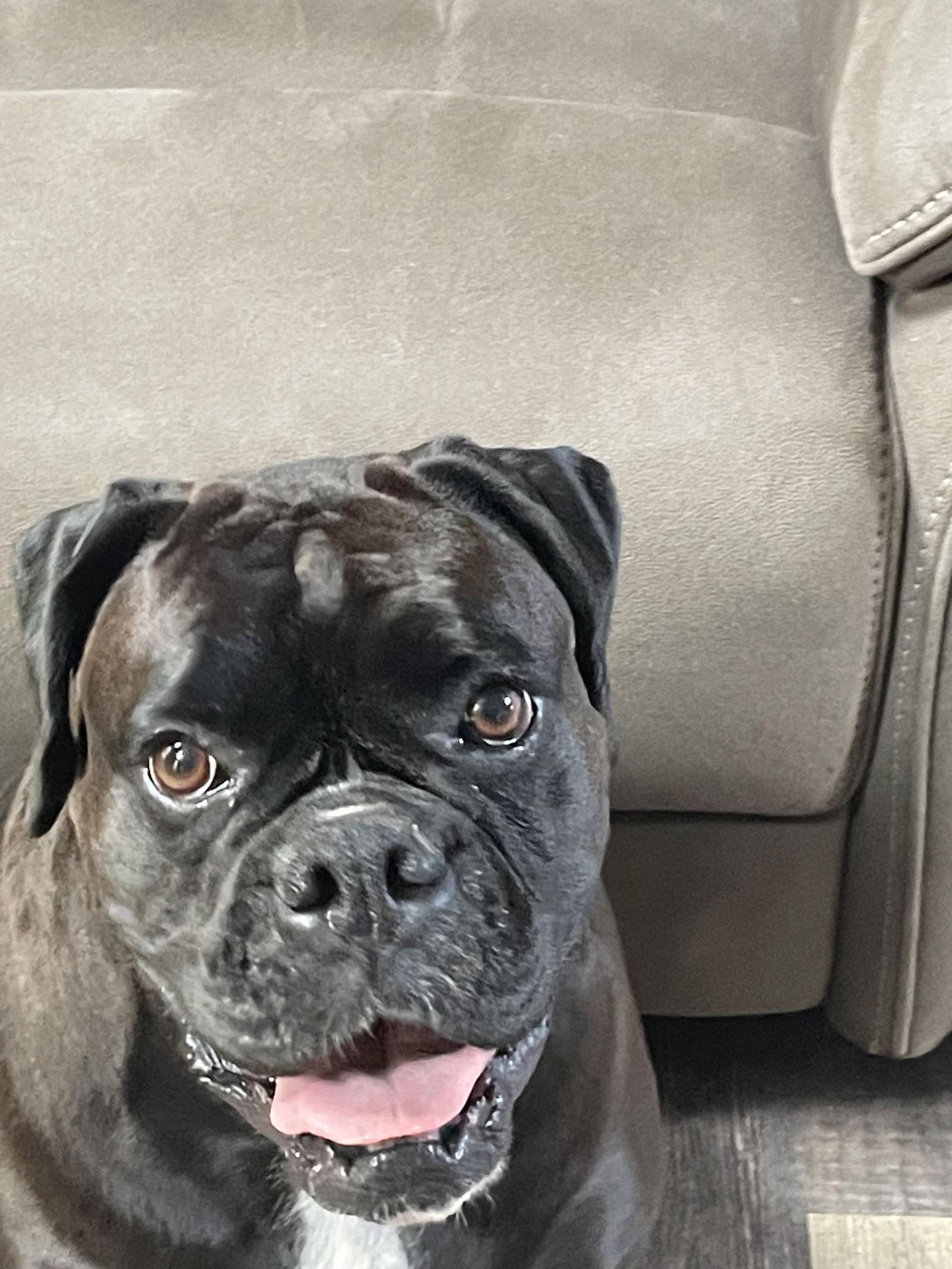 Zelda, a Adoptable Boxer in Monticello, NY image 2/3