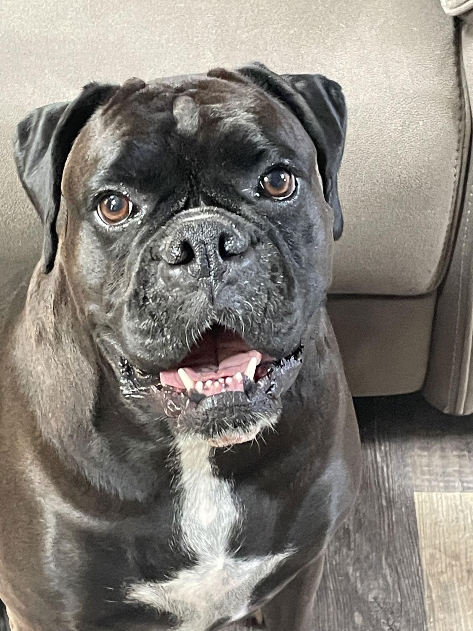 Zelda, a Adoptable Boxer in Monticello, NY image 3/3