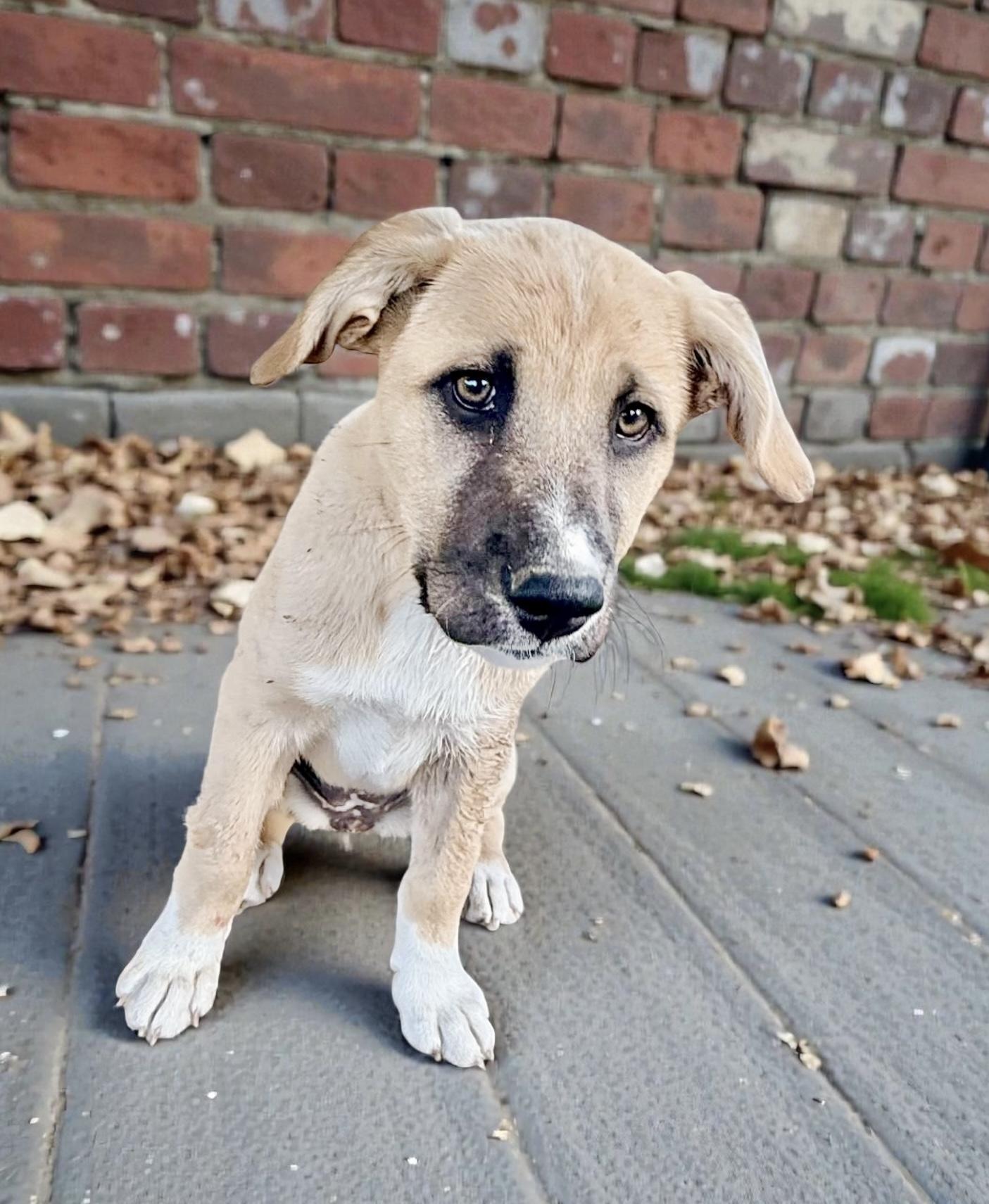 Enlarge Fluffle , a Adoptable Anatolian Shepherd in Chester , VA image 5/6