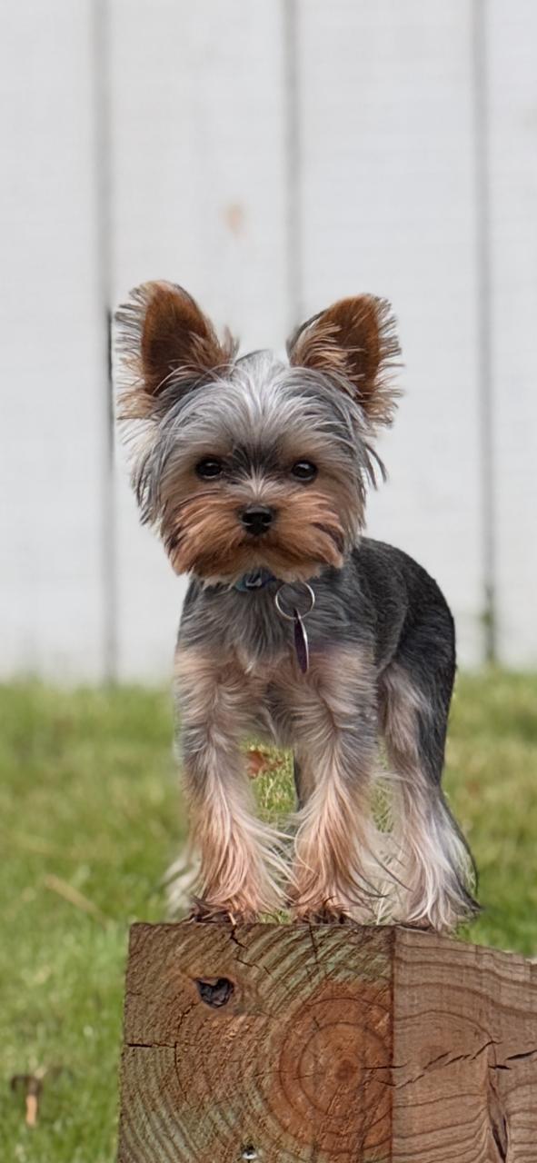 Asher, adoptable, Young Male Yorkshire Terrier.