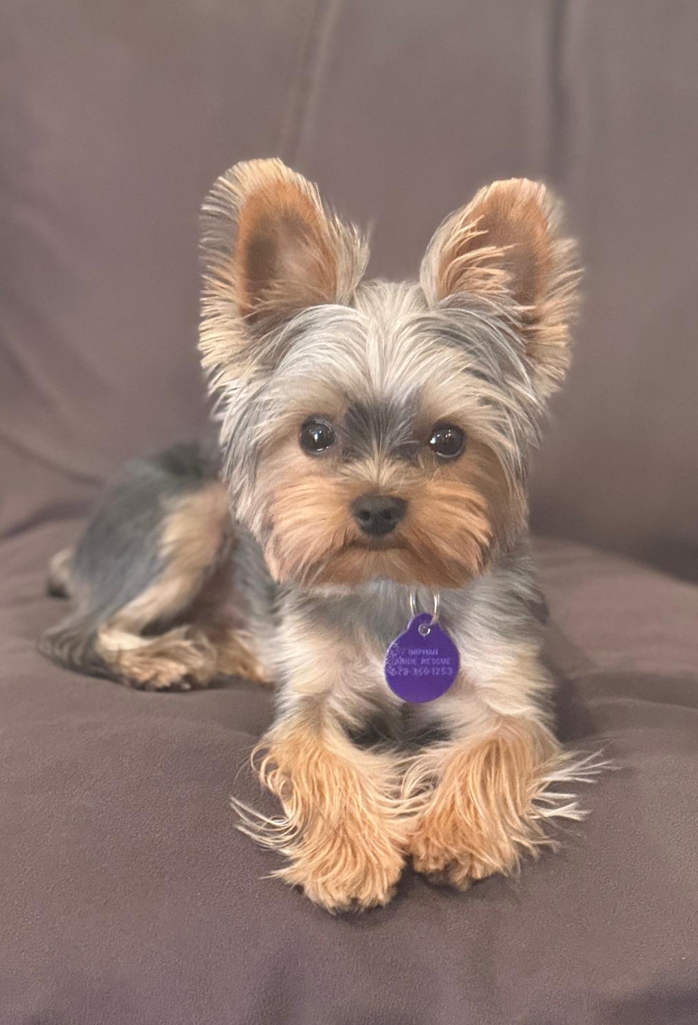 Enlarge Asher, an adoptable Yorkshire Terrier in Atlanta, GA image 2/3
