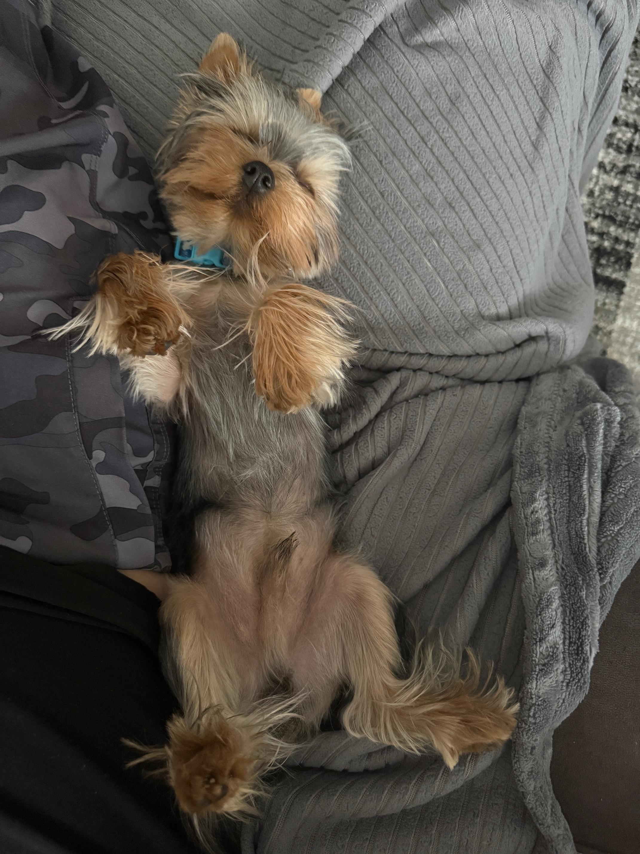 Enlarge Asher, an adoptable Yorkshire Terrier in Atlanta, GA image 3/3