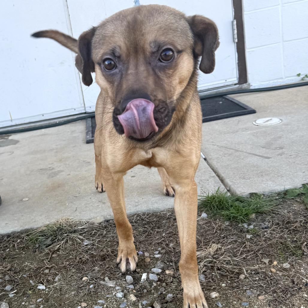Enlarge Ezra 4214, a Adoptable mixed breed in LOXAHATCHEE, FL image 1/2