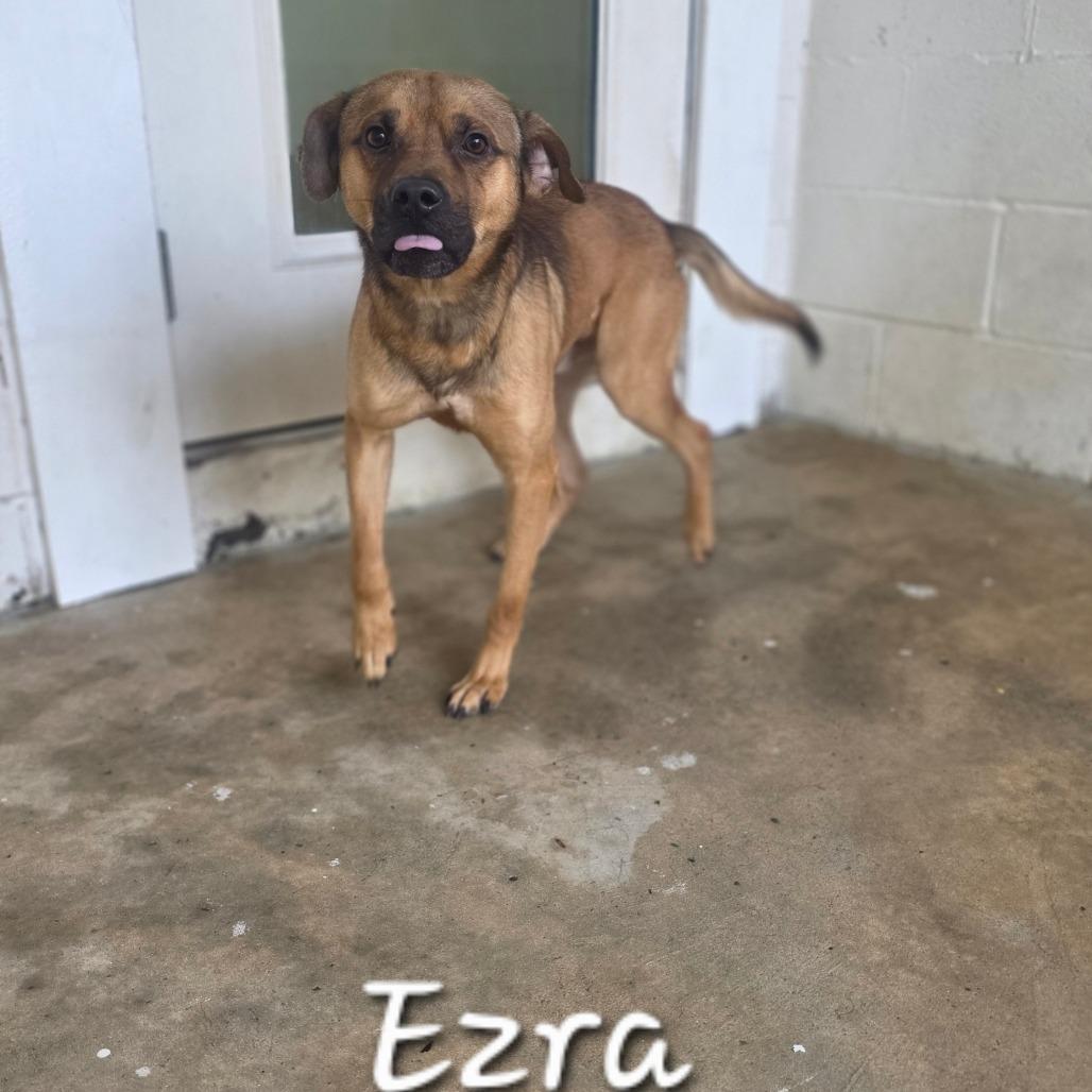 Enlarge Ezra 4214, a Adoptable mixed breed in LOXAHATCHEE, FL image 2/2