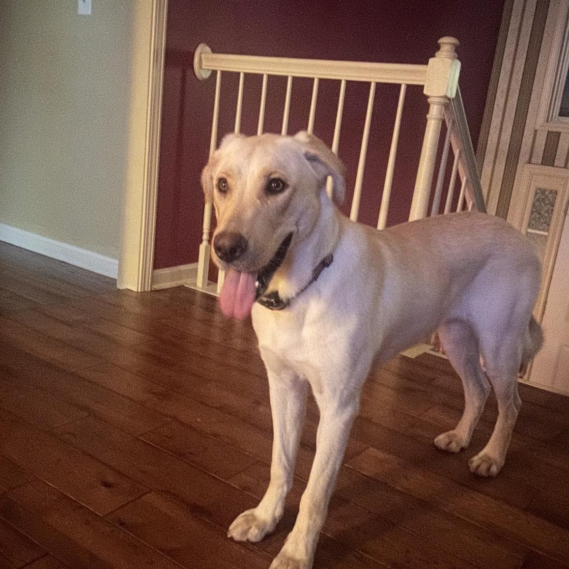 Enlarge Zola, a Adopted mixed breed in Roswell, GA image 2/2