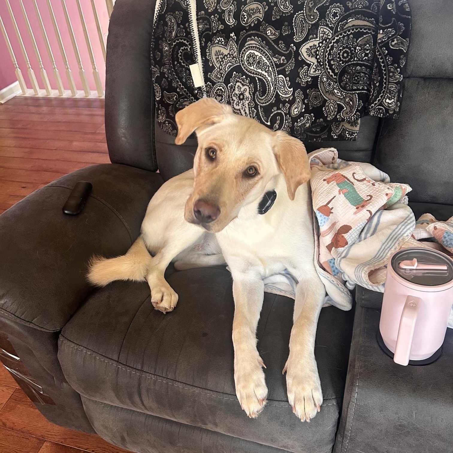 Zola, Adopted, Young Female German Shepherd Dog & Yellow Labrador Retriever.