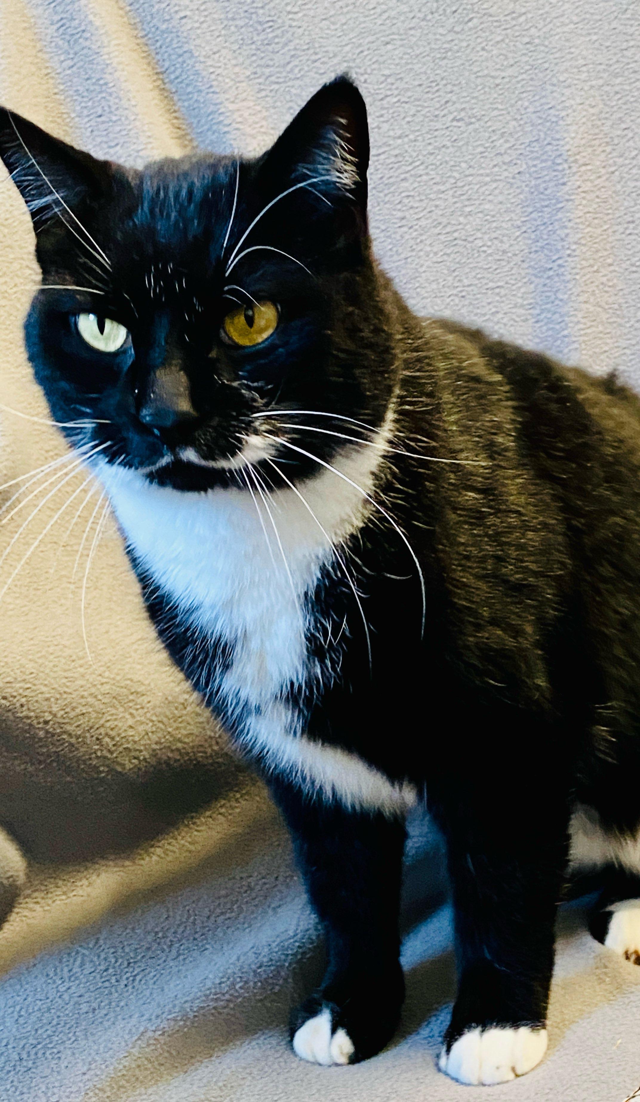 Guapo, ADOPTABLE, Adult Male Domestic Short Hair.