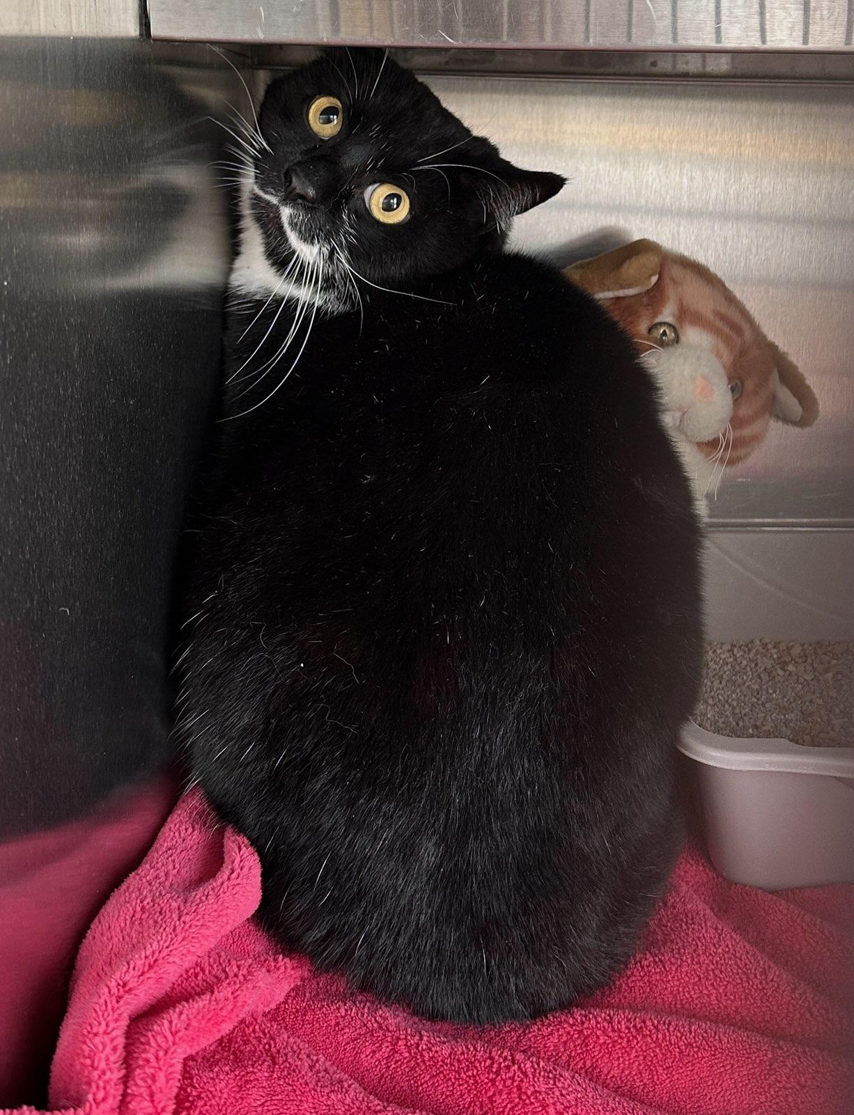 Enlarge Guapo, a ADOPTABLE mixed breed in Colusa, CA image 3/3