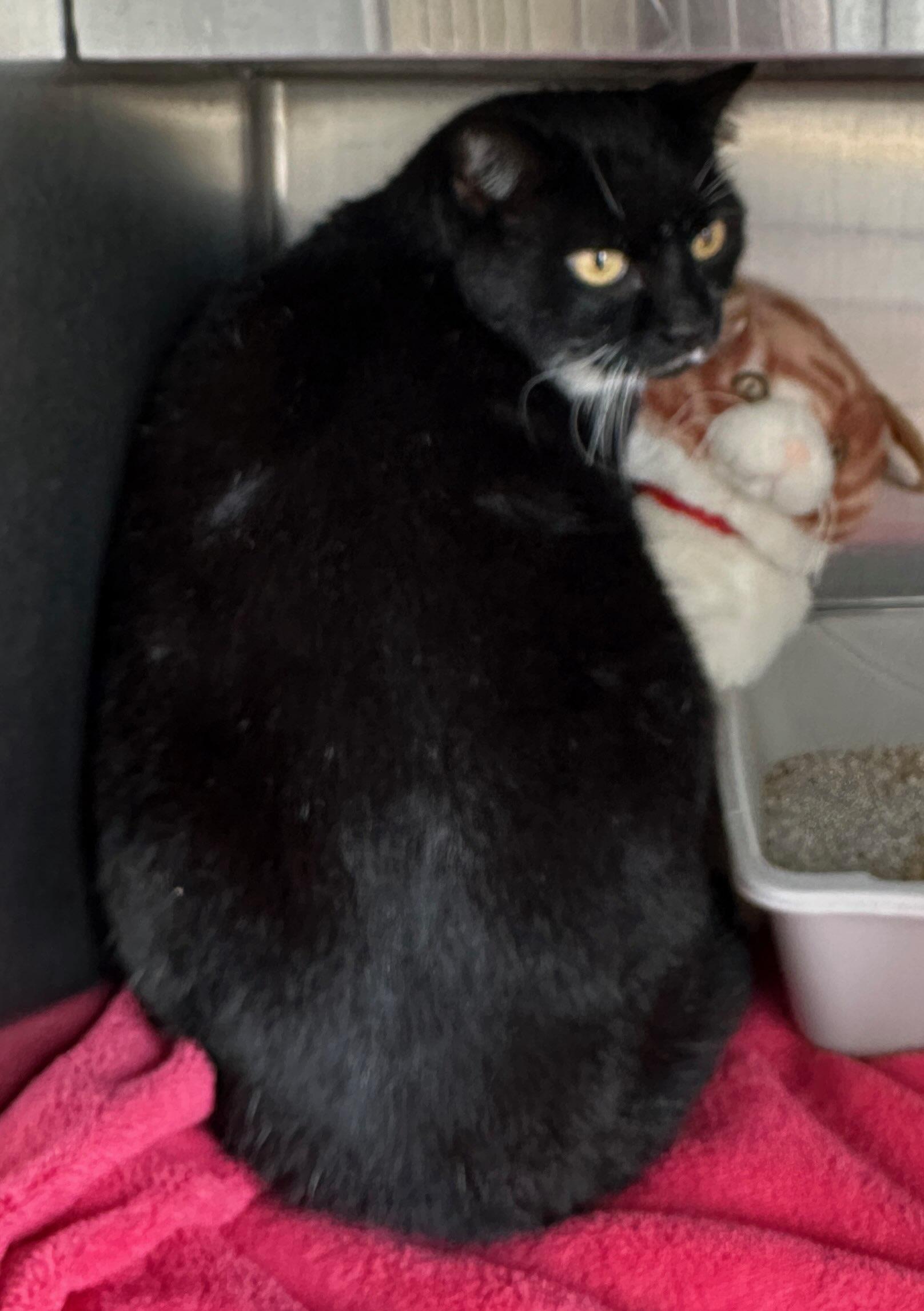 Enlarge Guapo, a ADOPTABLE mixed breed in Colusa, CA image 2/3